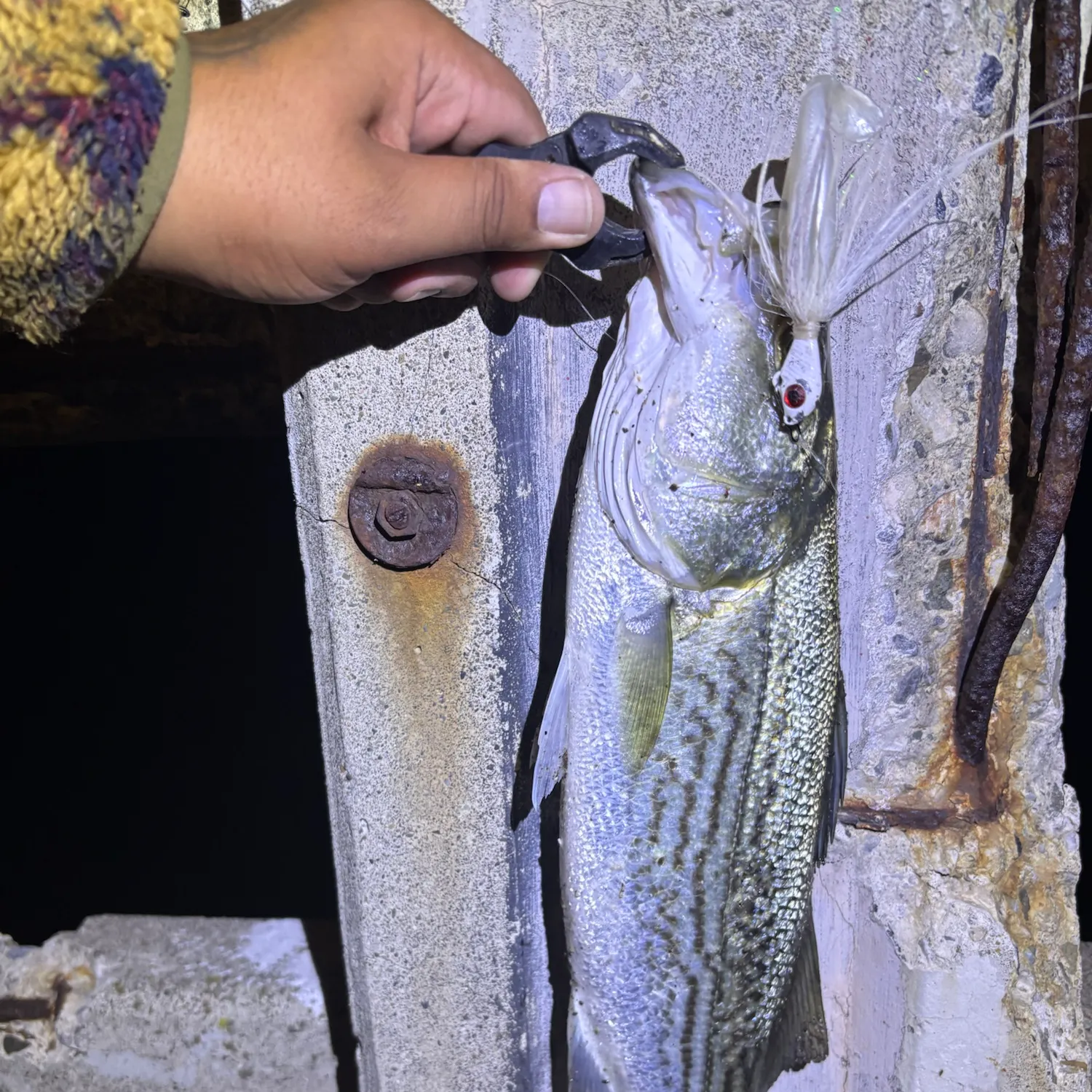 Striped bass caught on Fishbrain