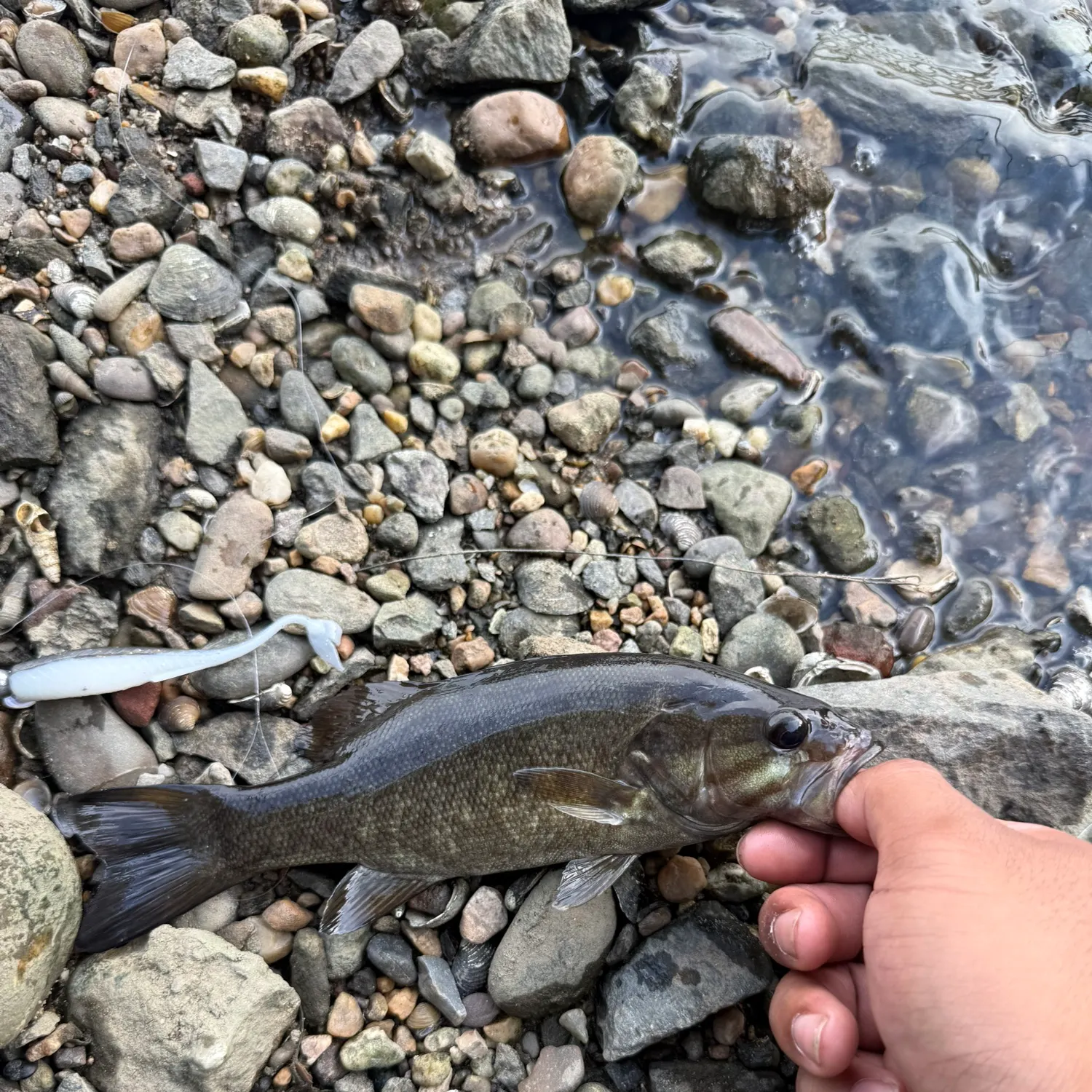 Smallmouth bass caught on Fishbrain