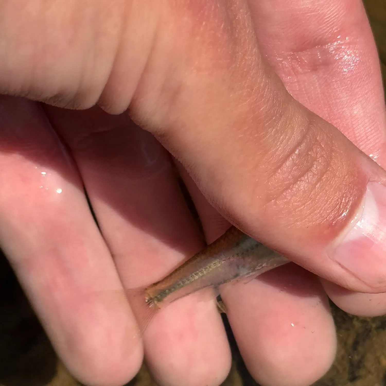 Sand shiner caught on Fishbrain