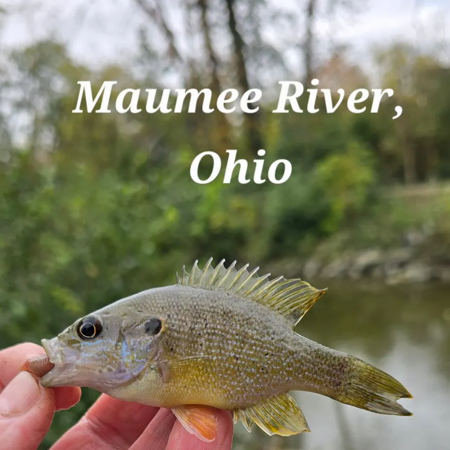 Green sunfish caught on Fishbrain
