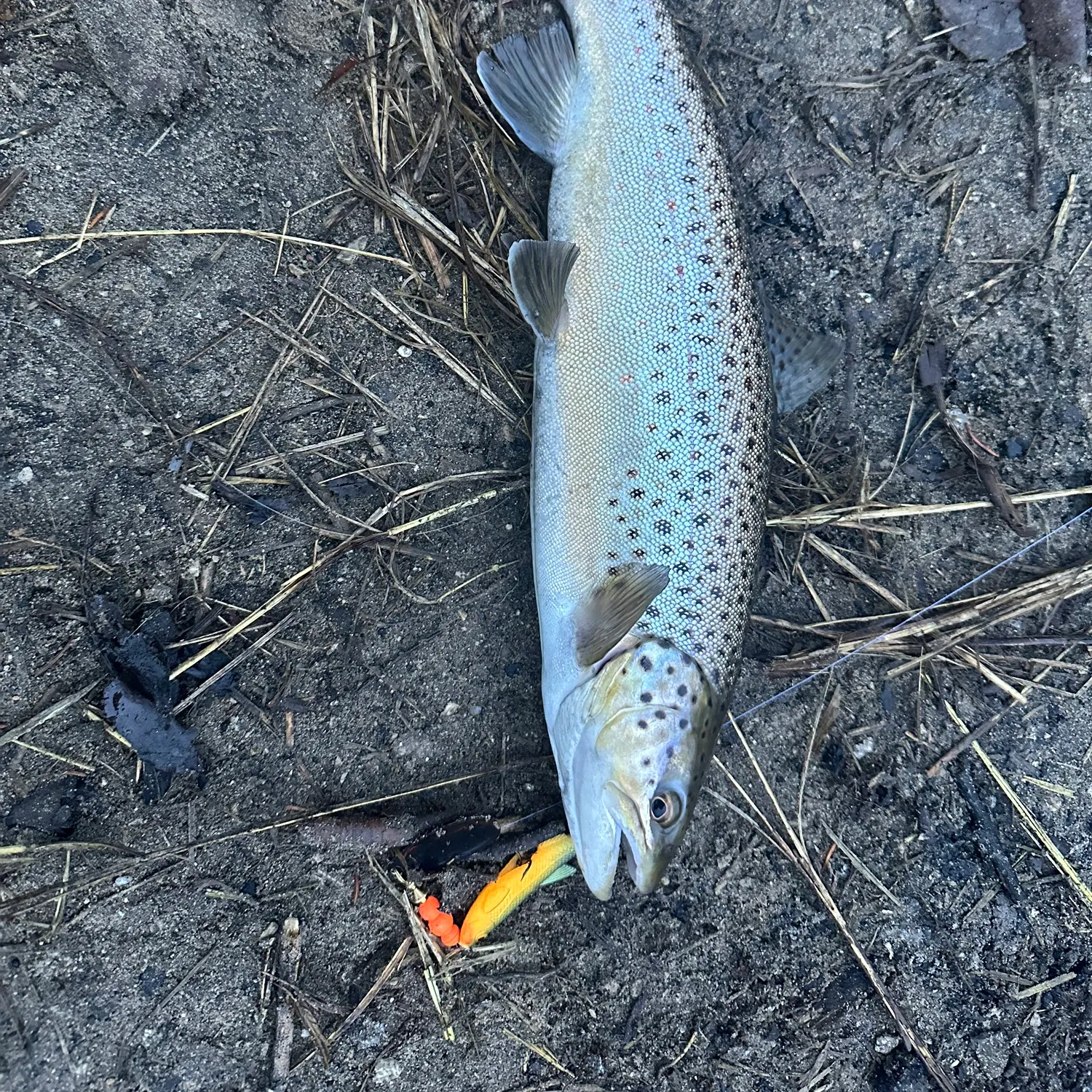 The most recent Sea trout catches on Fishbrain