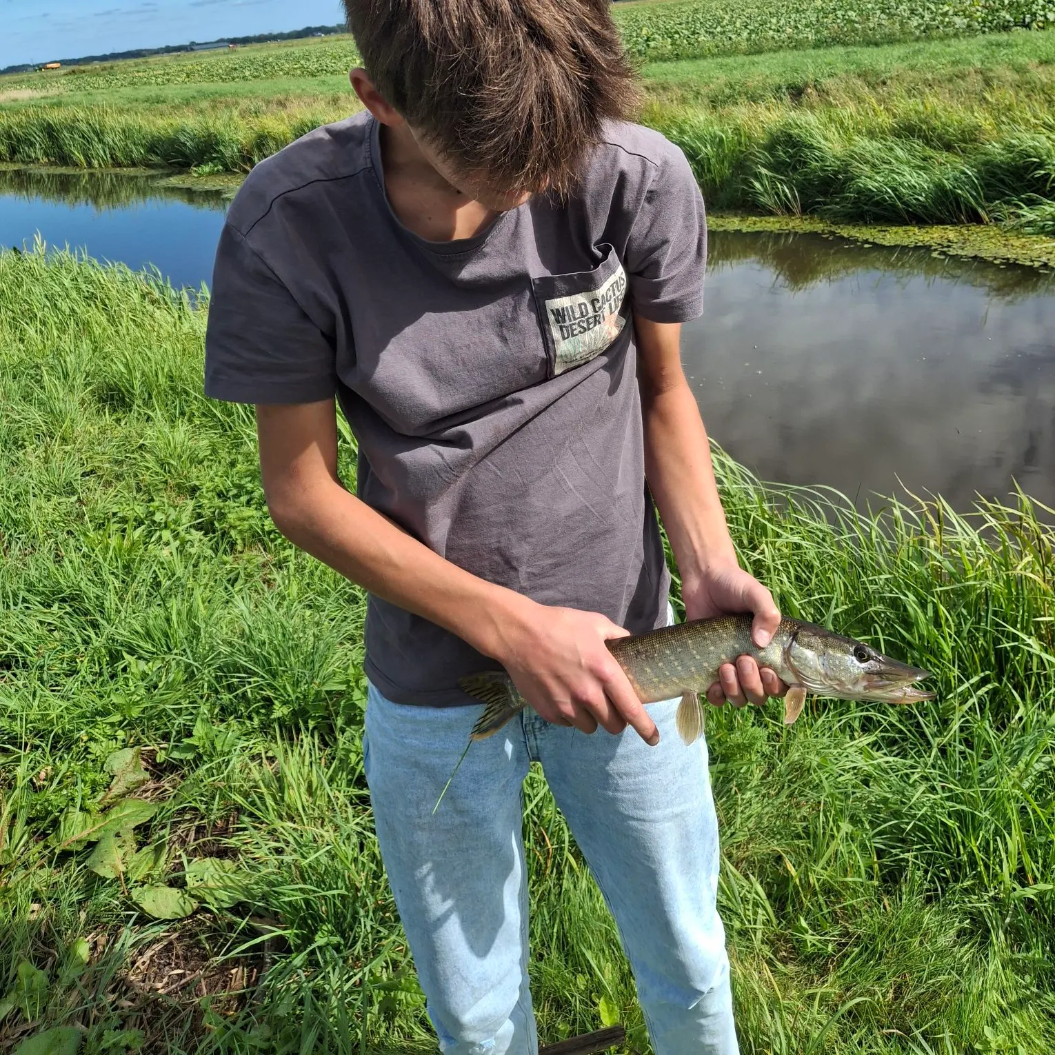 Northern pike caught on Fishbrain