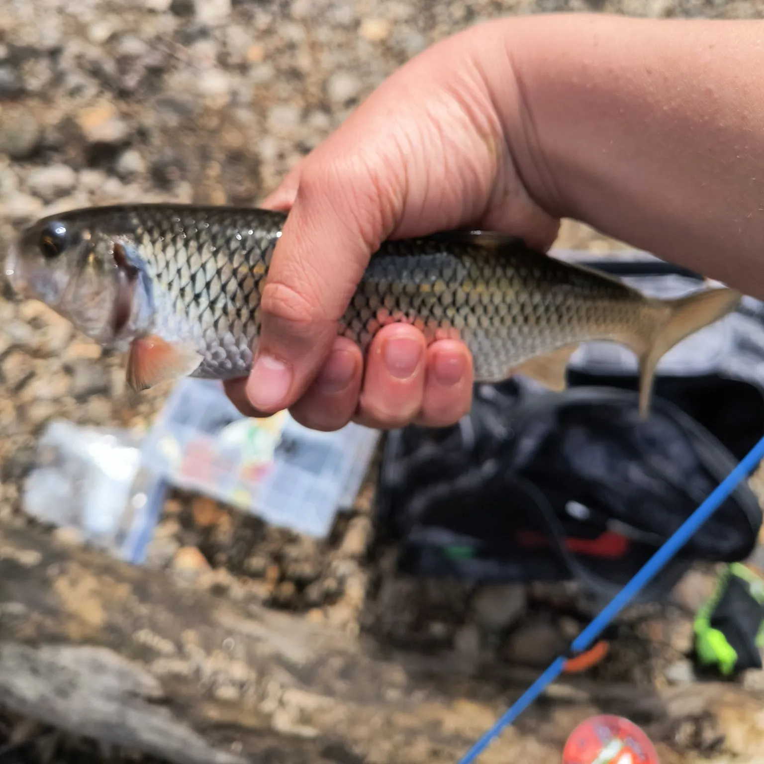 The most recent Topeka shiner catches on Fishbrain
