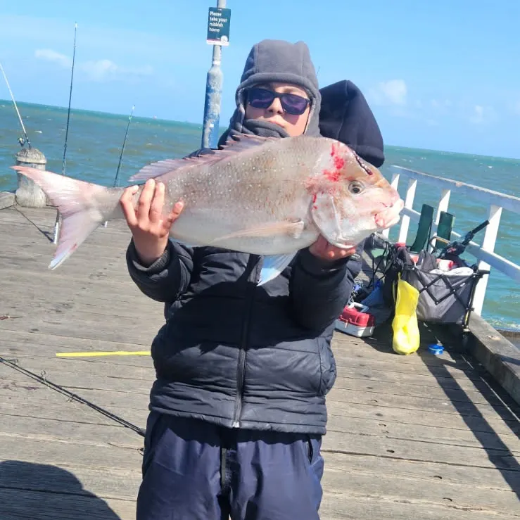 Australasian snapper caught on Fishbrain