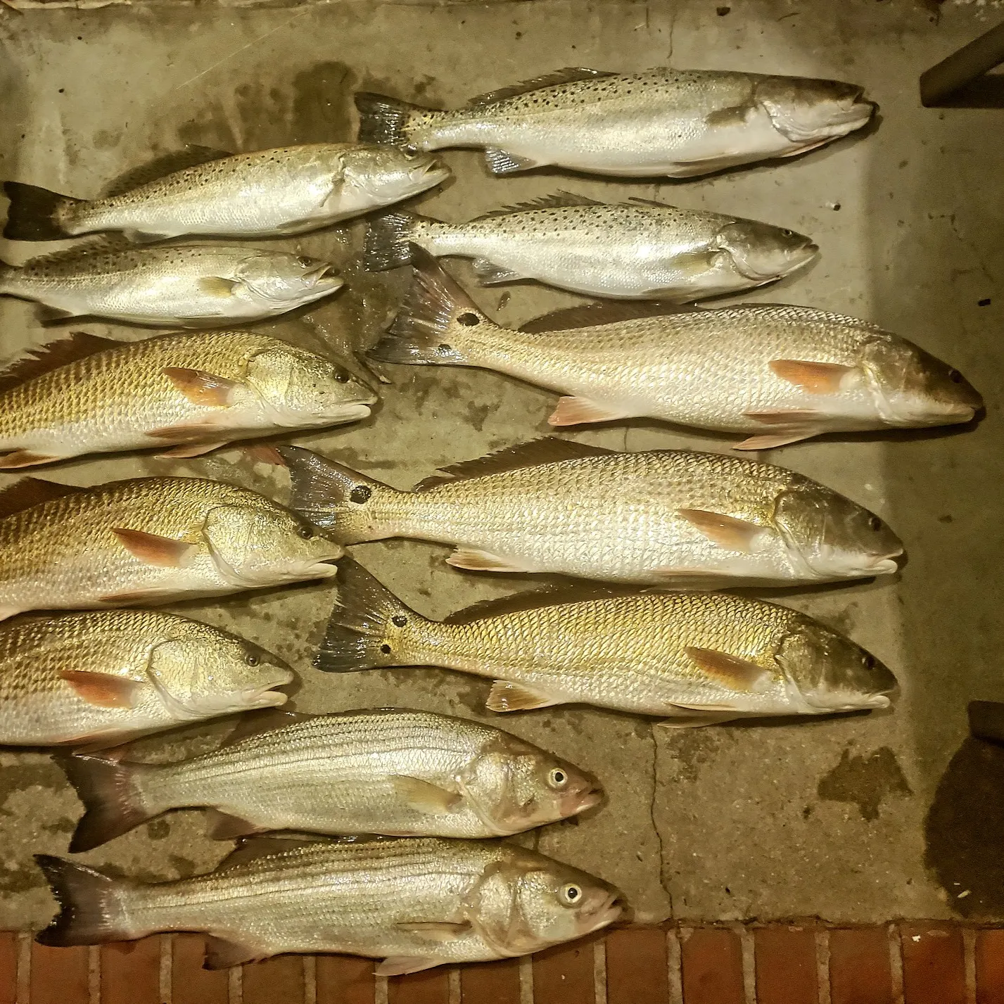 recently logged catches