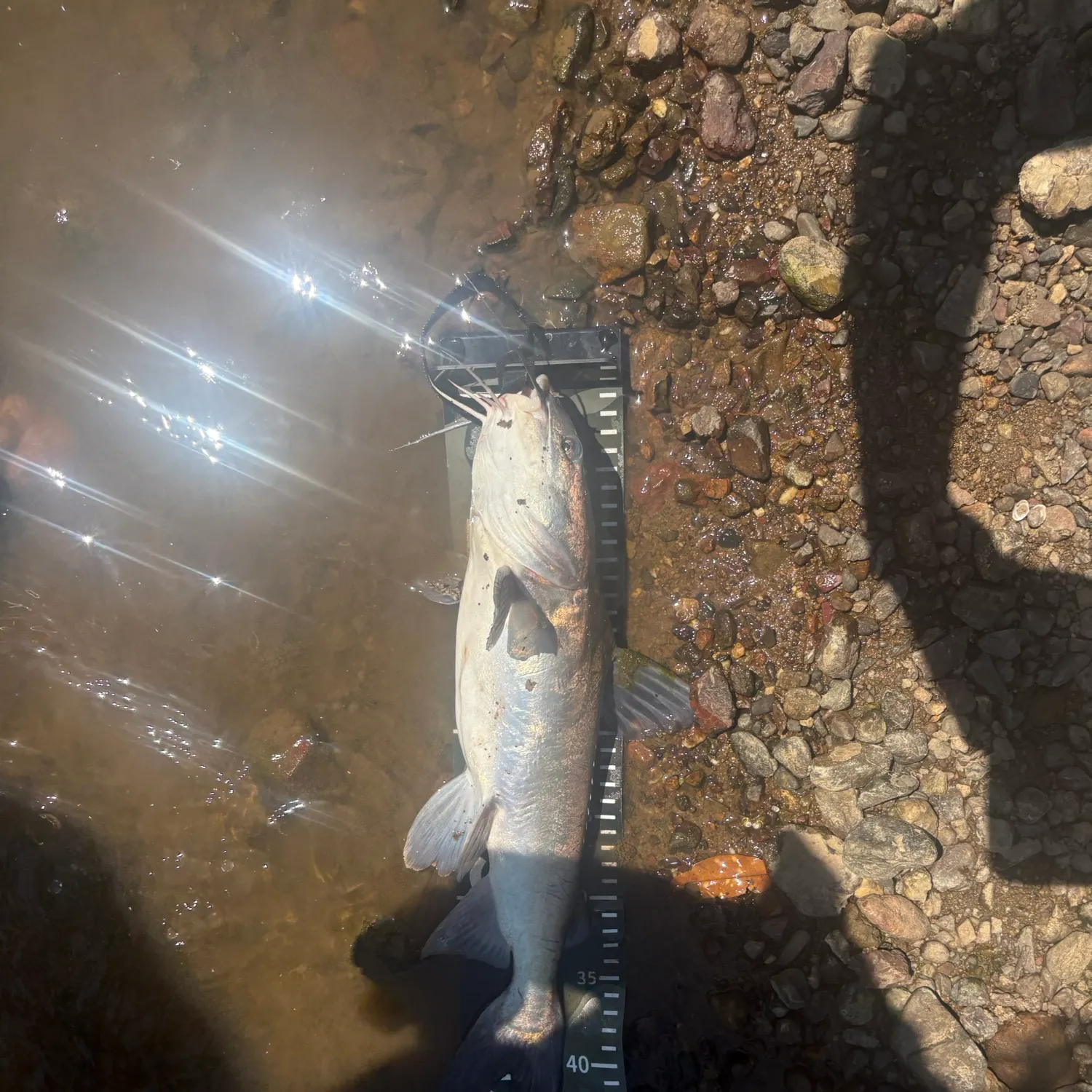 The most recent Blue salmon catfish catches on Fishbrain