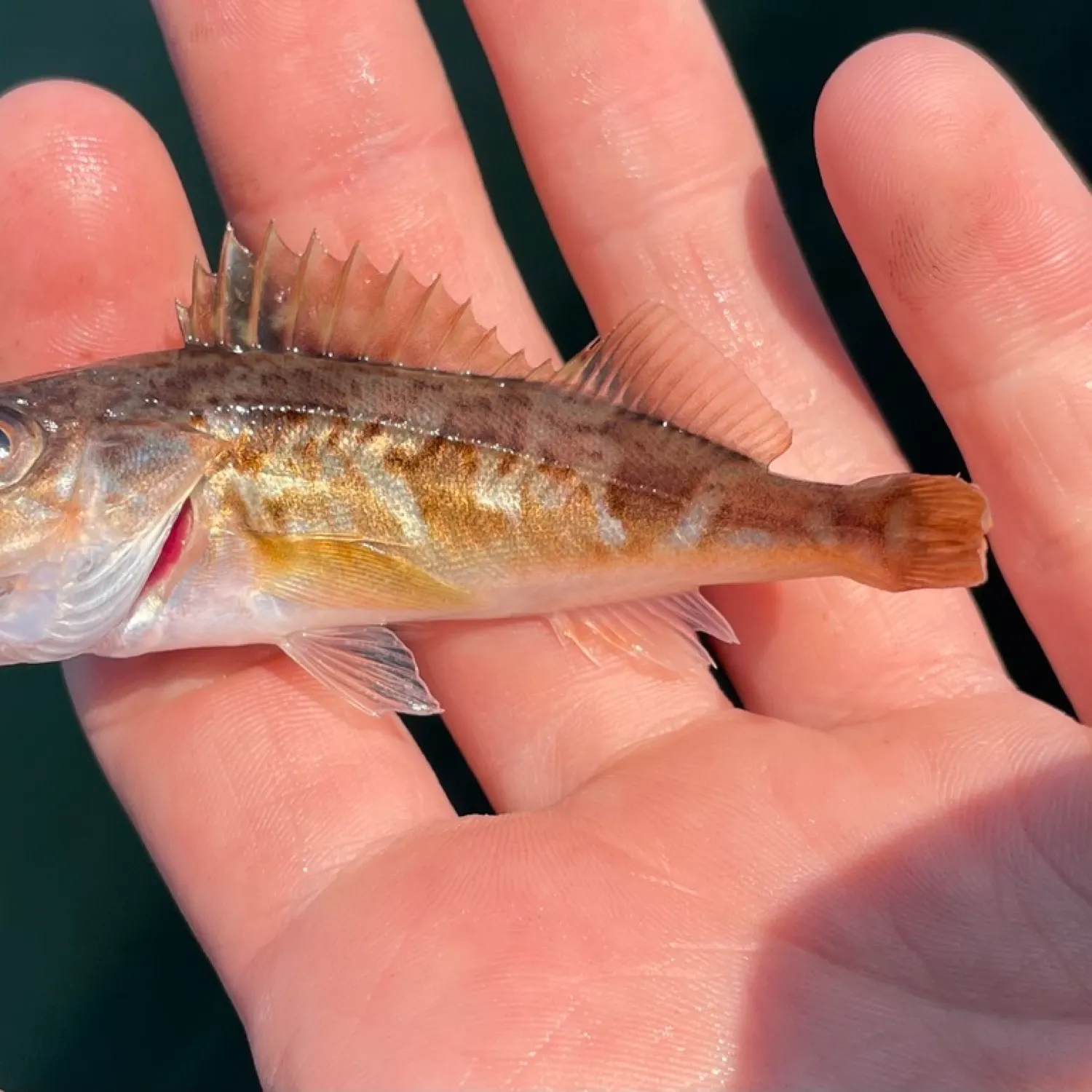 The most recent Chilipepper catches on Fishbrain