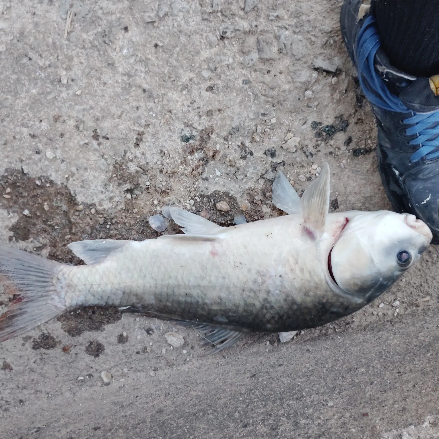 Black buffalo caught on Fishbrain