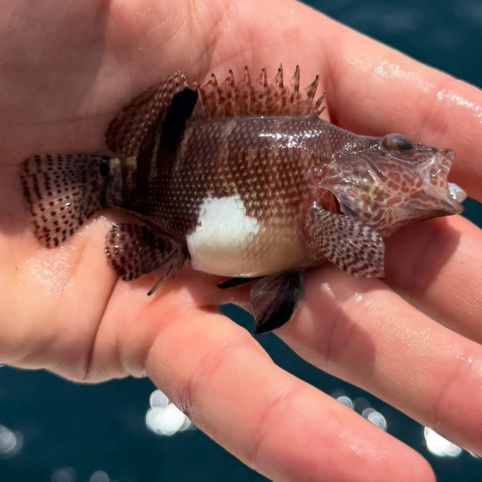 The most recent Belted sandfish catches on Fishbrain