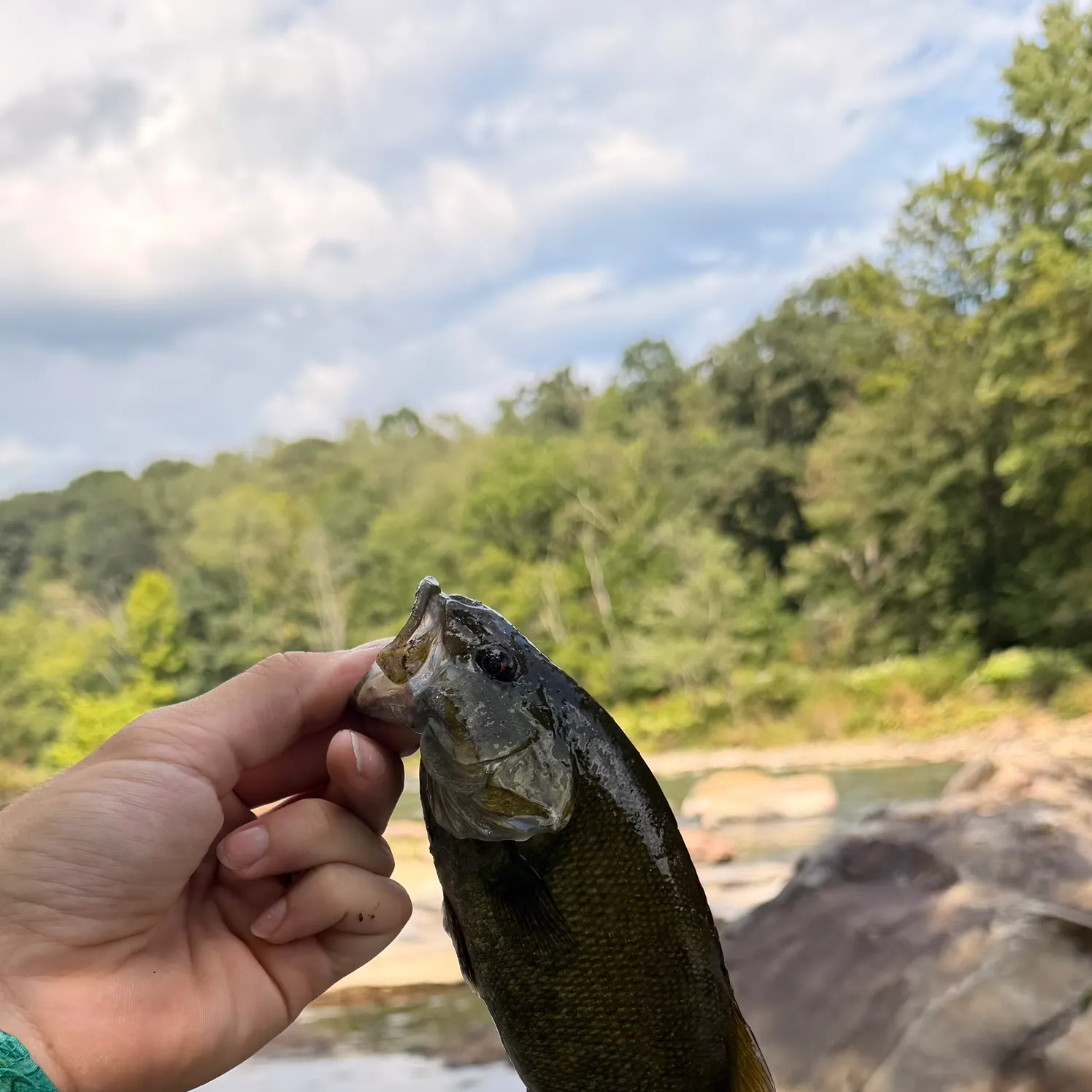 Smallmouth bass caught on Fishbrain