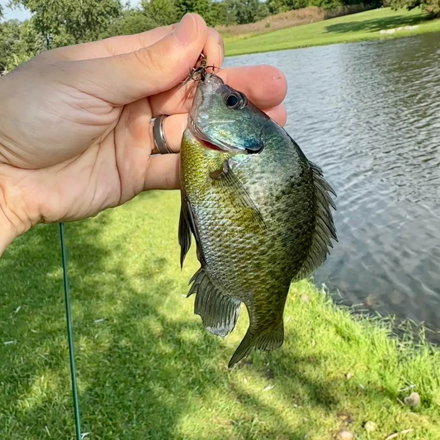 Greengill hybrid caught on Fishbrain