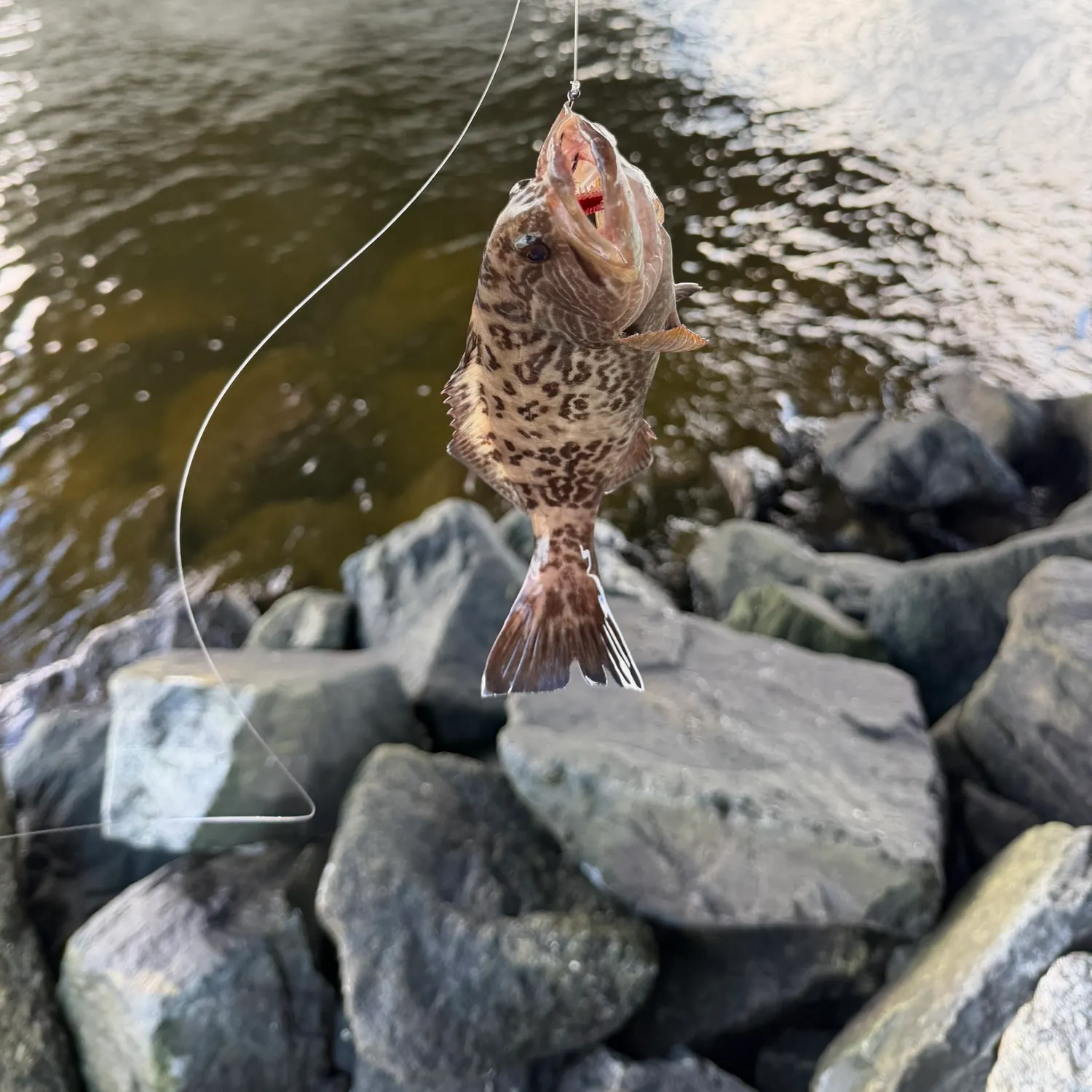 Gag grouper caught on Fishbrain