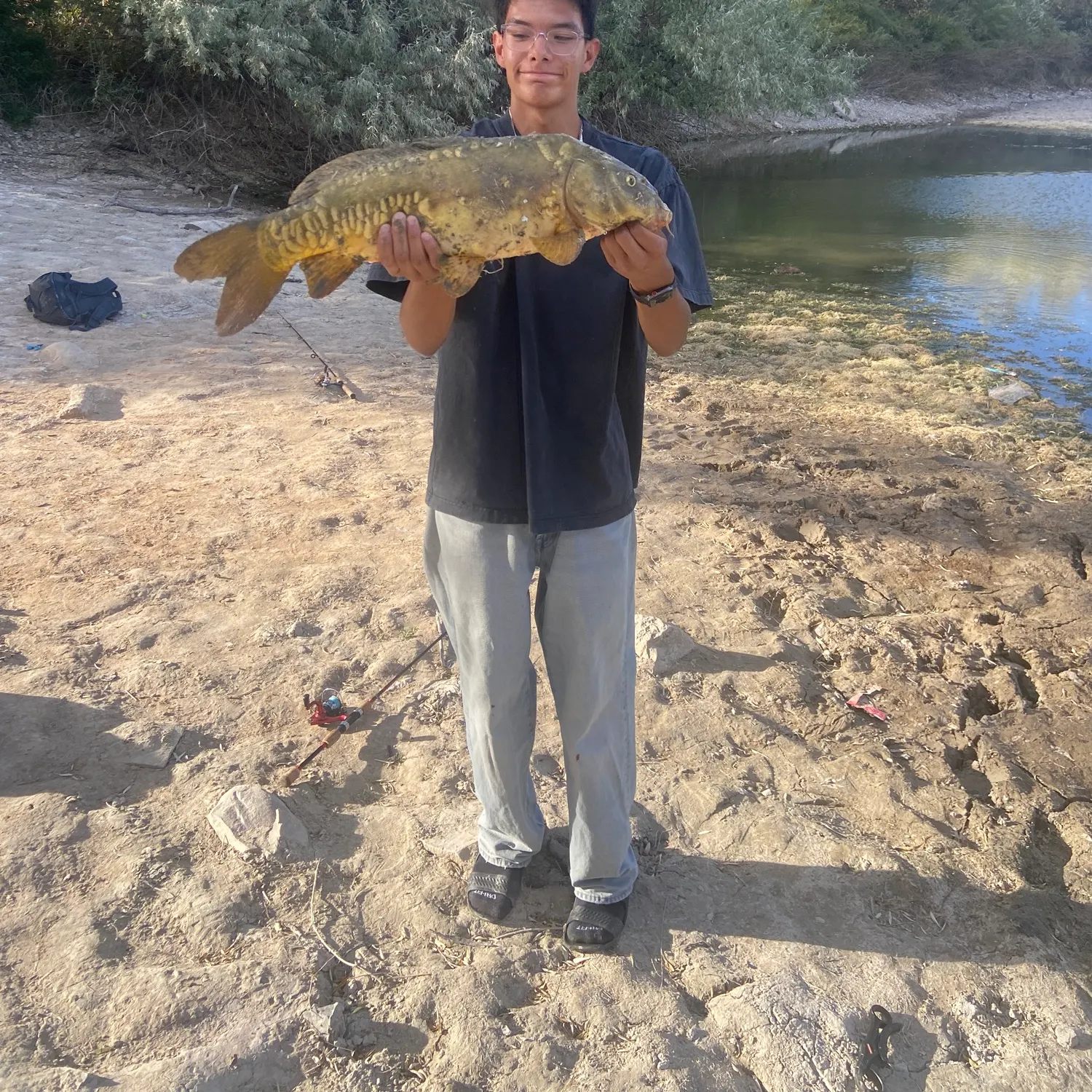 Mirror carp caught on Fishbrain