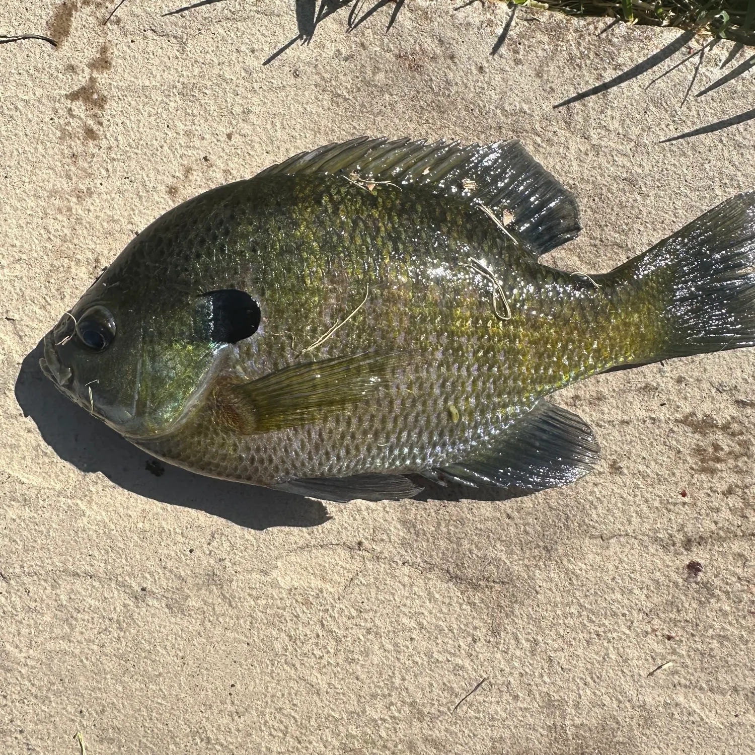 Bluegill caught on Fishbrain