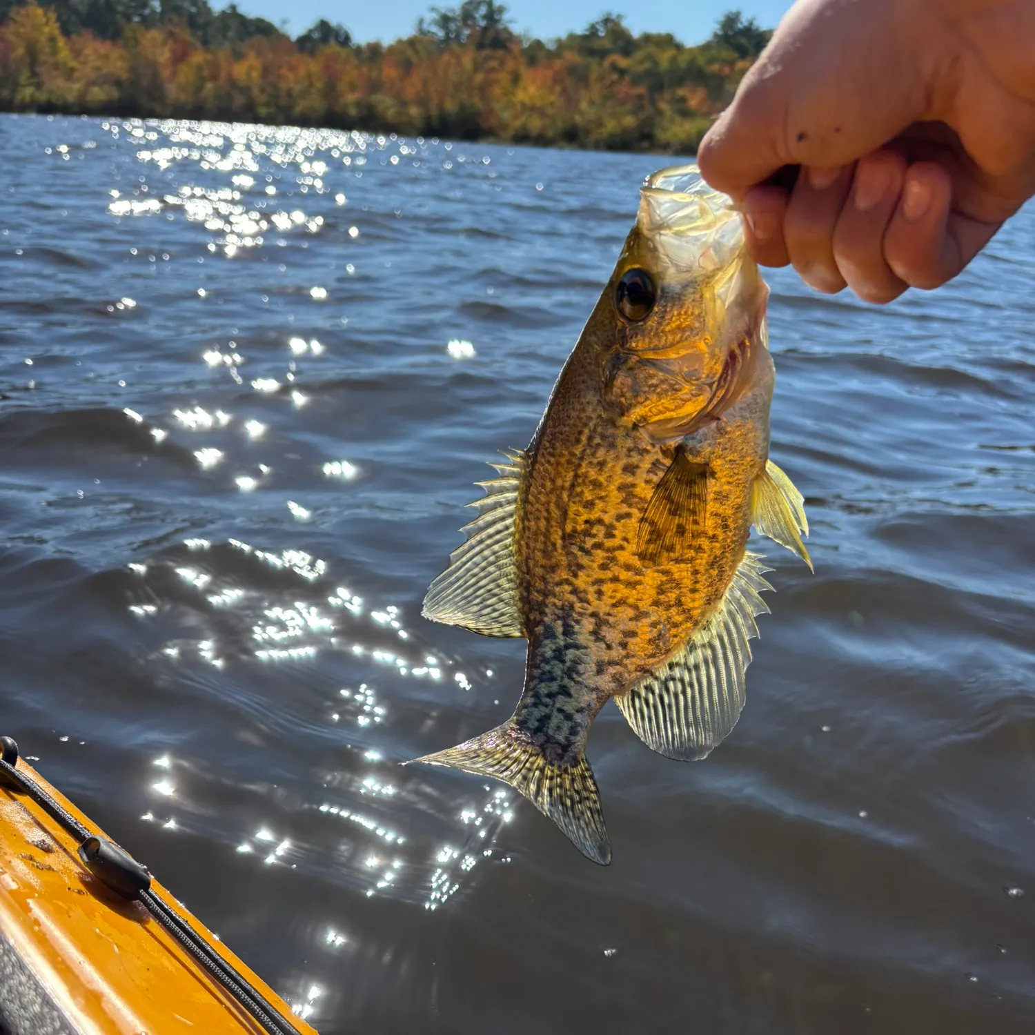 Black crappie caught on Fishbrain