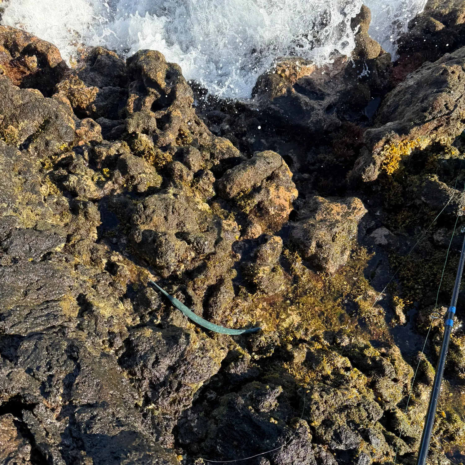 The most recent Banded needlefish catches on Fishbrain