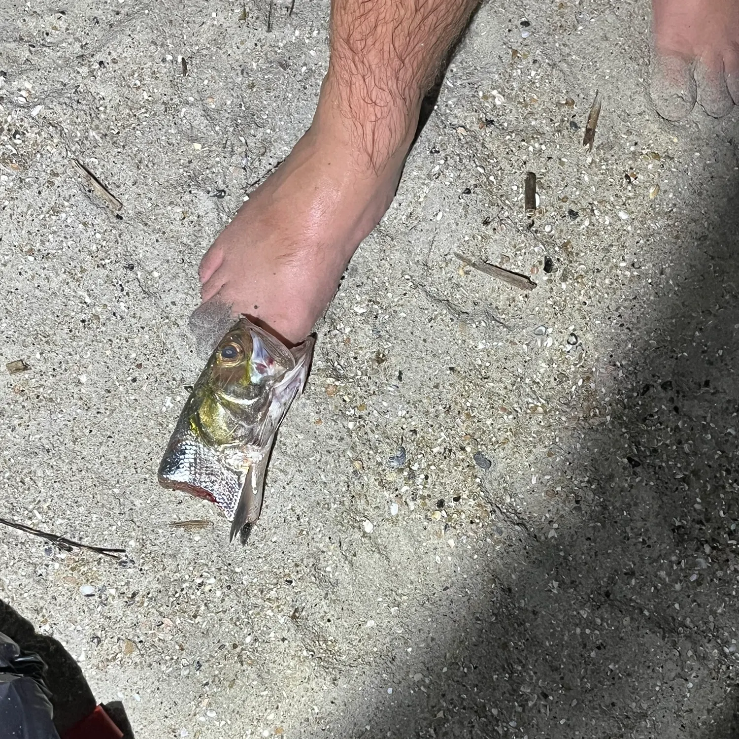 Ladyfish caught on Fishbrain