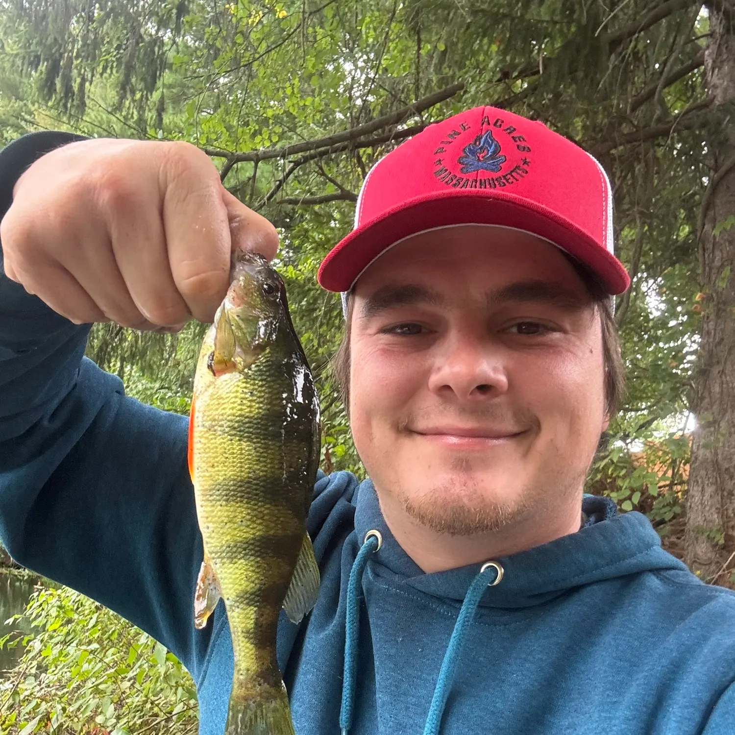 Yellow perch caught on Fishbrain