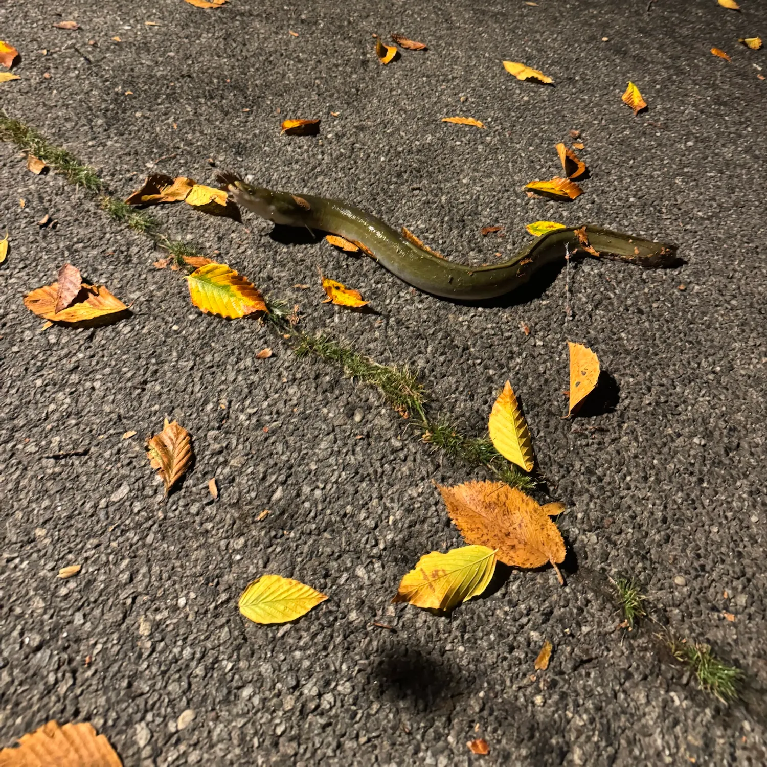 American eel caught on Fishbrain
