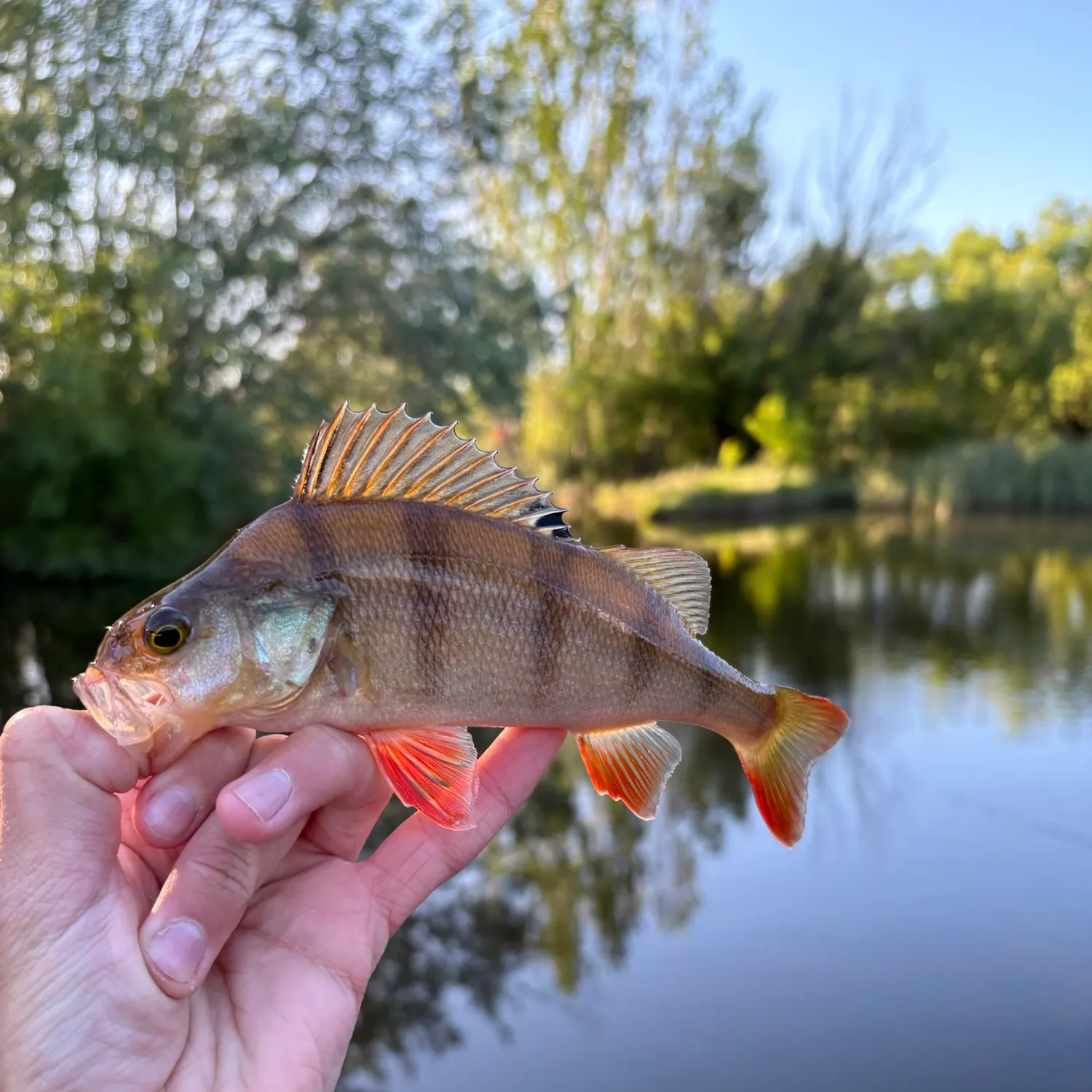 The most recent European perch catches on Fishbrain