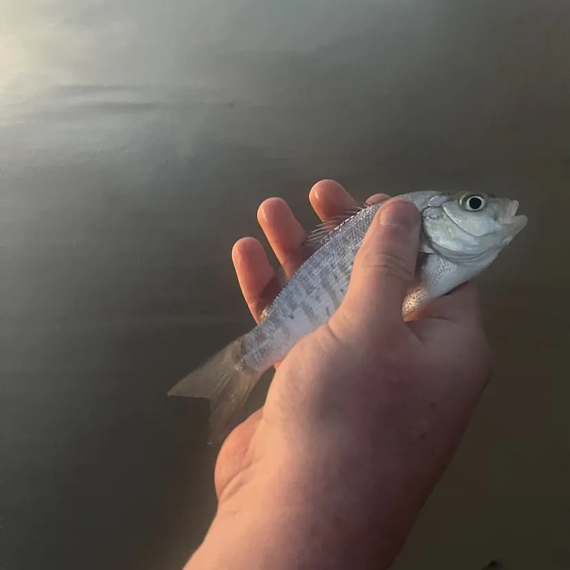 The most recent Barred surfperch catches on Fishbrain