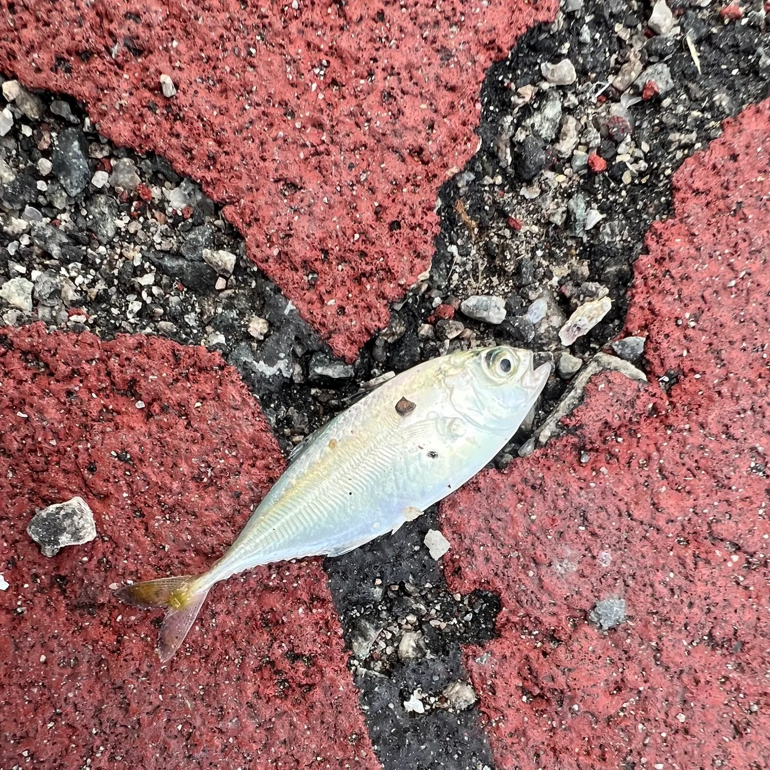 The most recent Needlescaled queenfish catches on Fishbrain