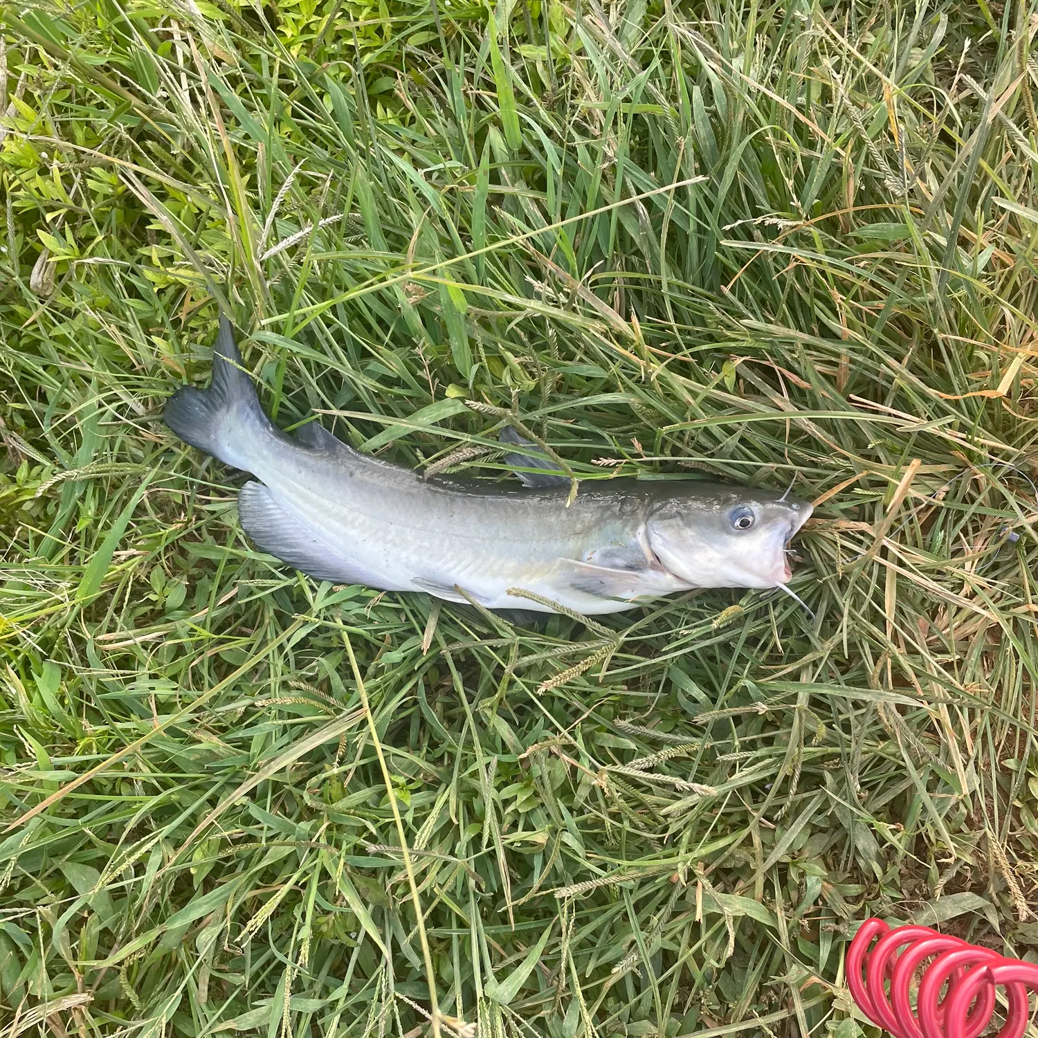 Channel catfish caught on Fishbrain