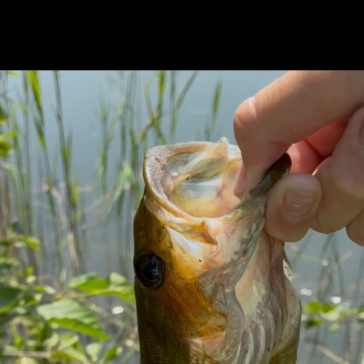 Smallmouth bass caught on Fishbrain