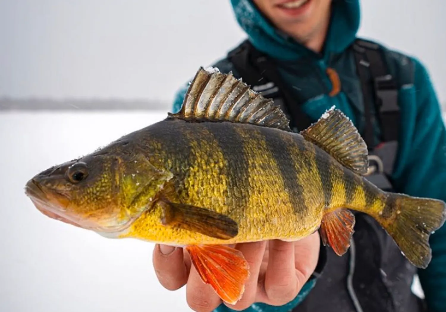 Yellow perch