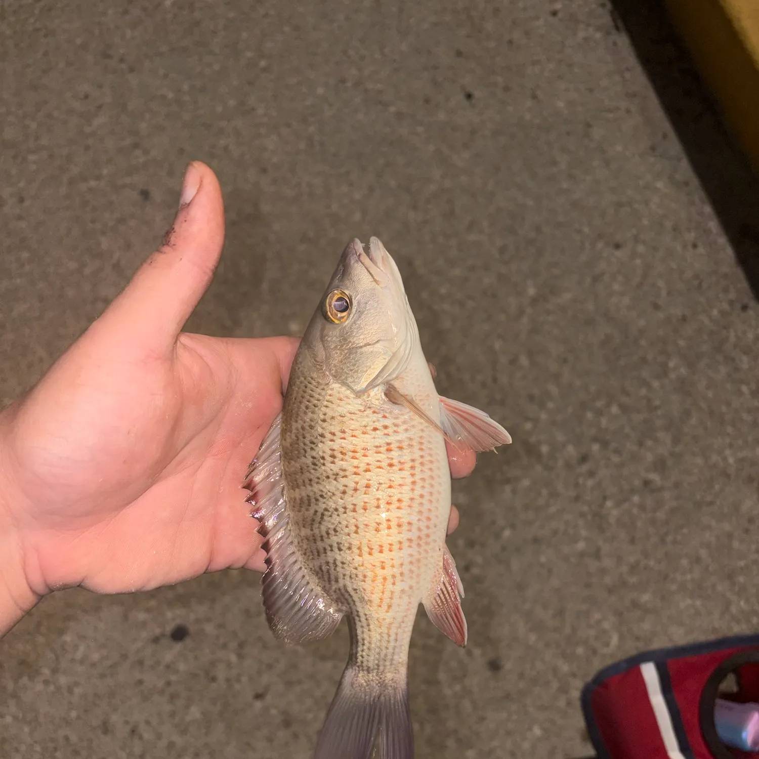 catch