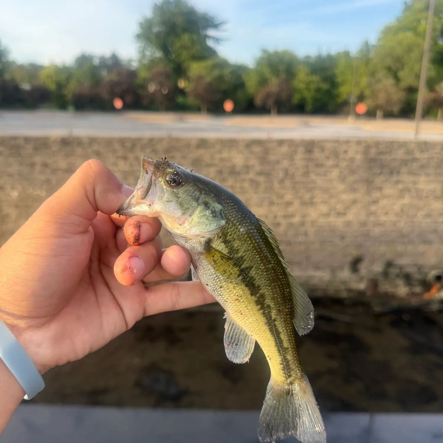 Largemouth bass caught on Fishbrain