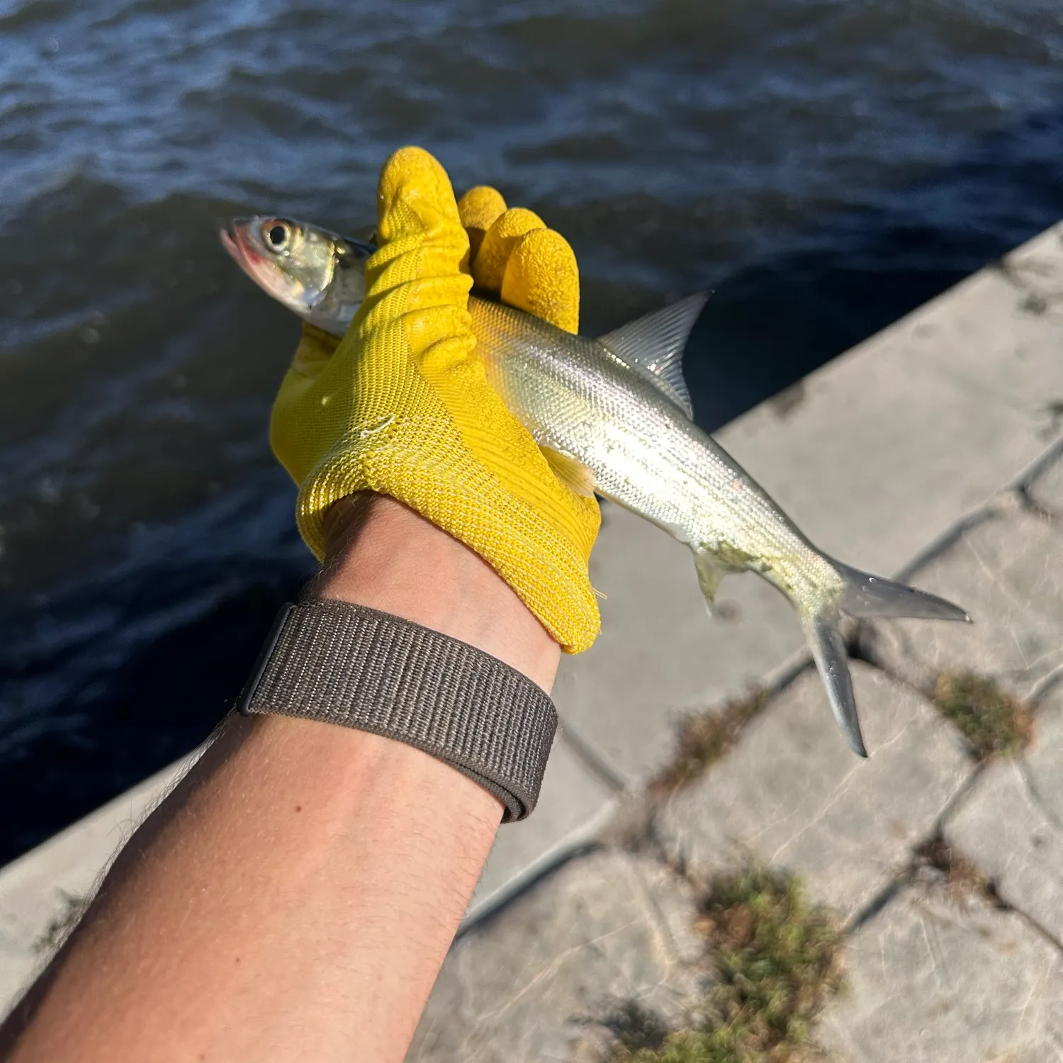 Ladyfish caught on Fishbrain