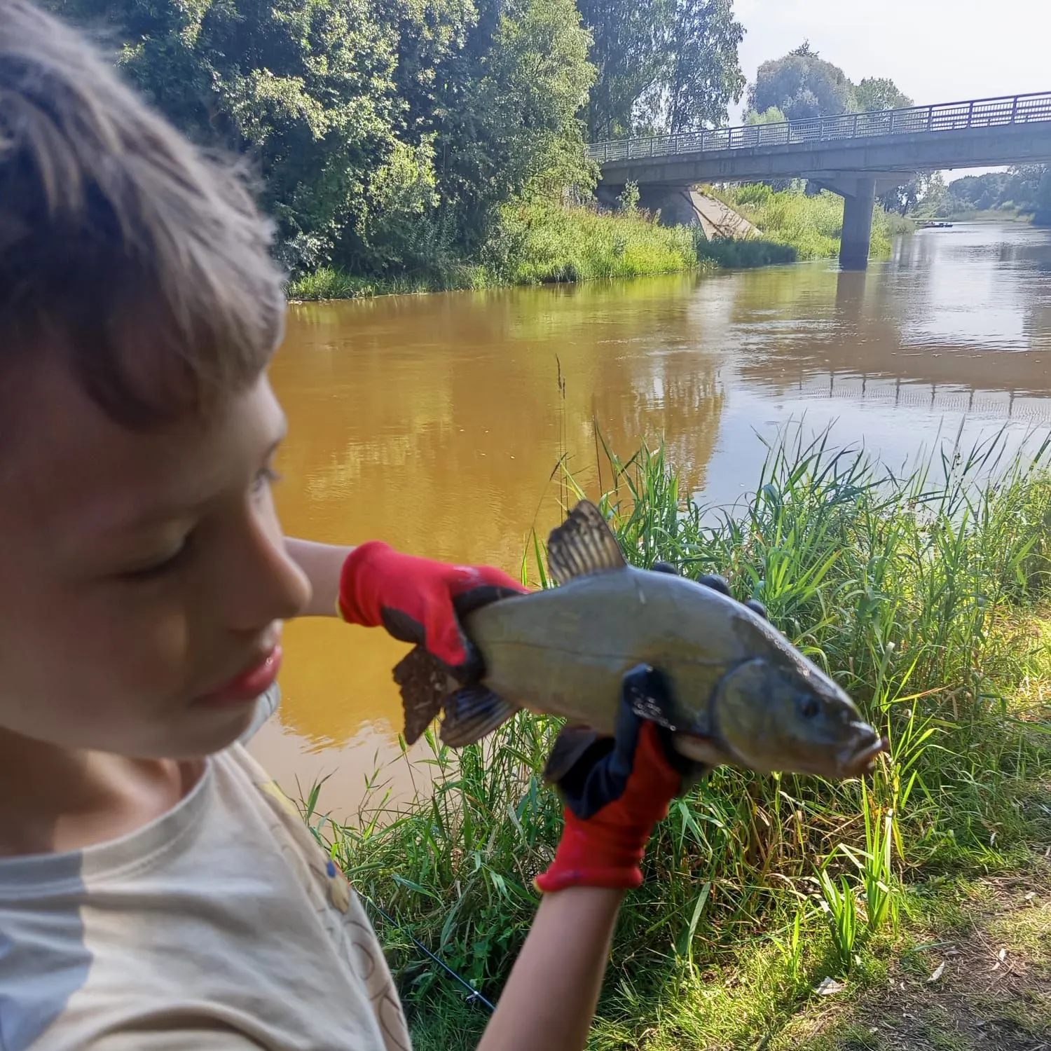 Common bream caught on Fishbrain