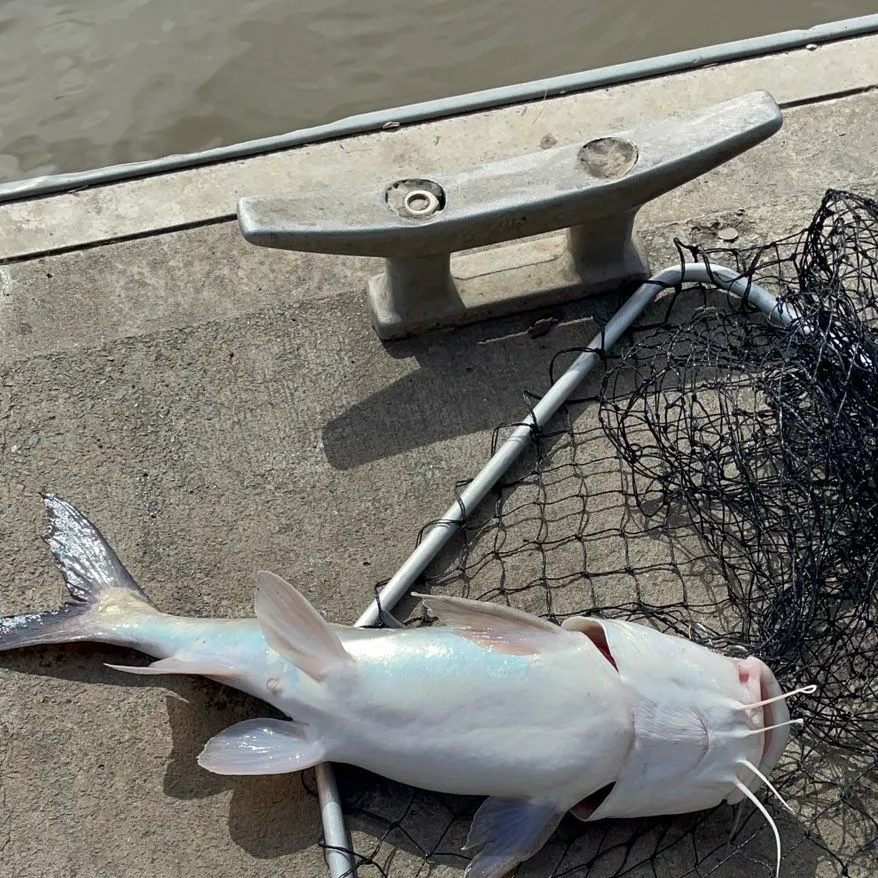 The most recent Giant sea catfish catches on Fishbrain
