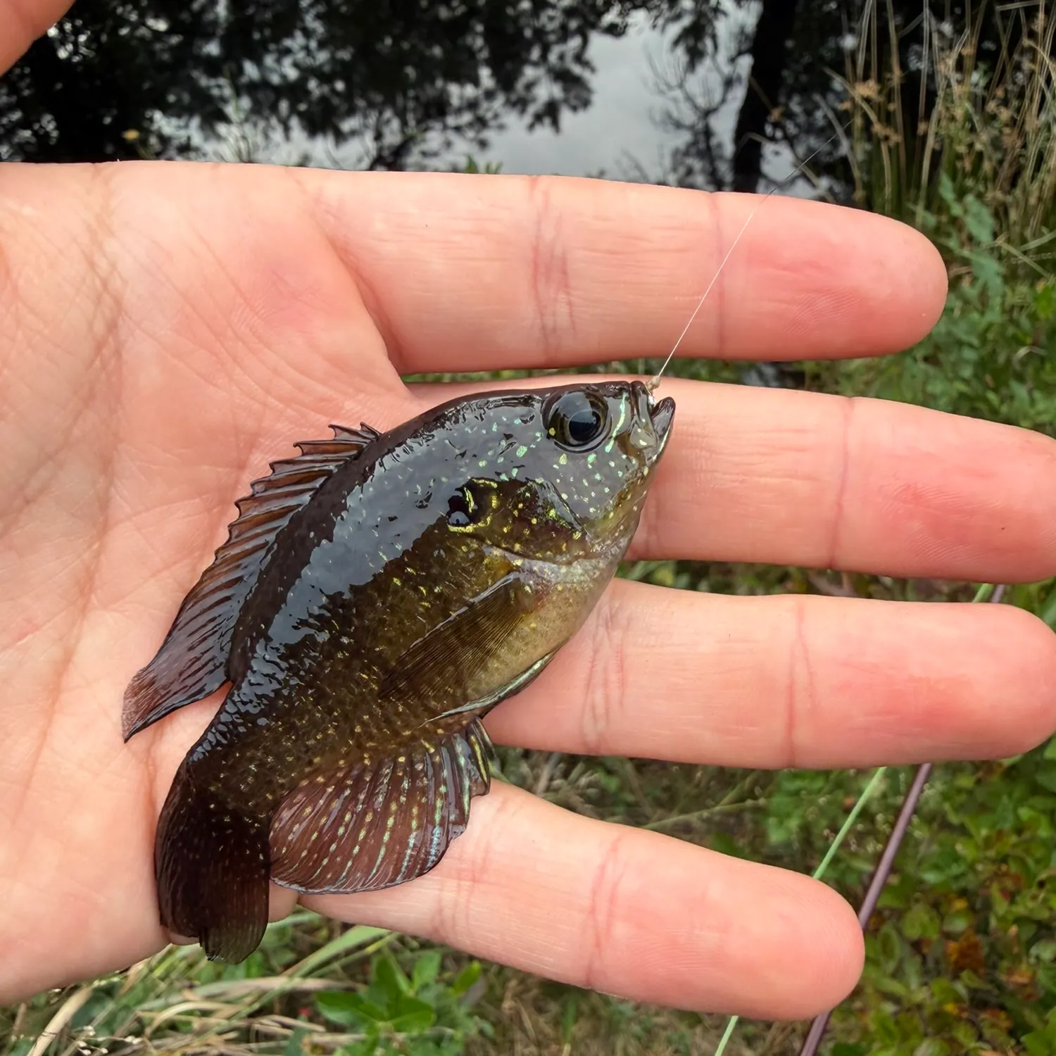 The most recent Banded sunfish catches on Fishbrain