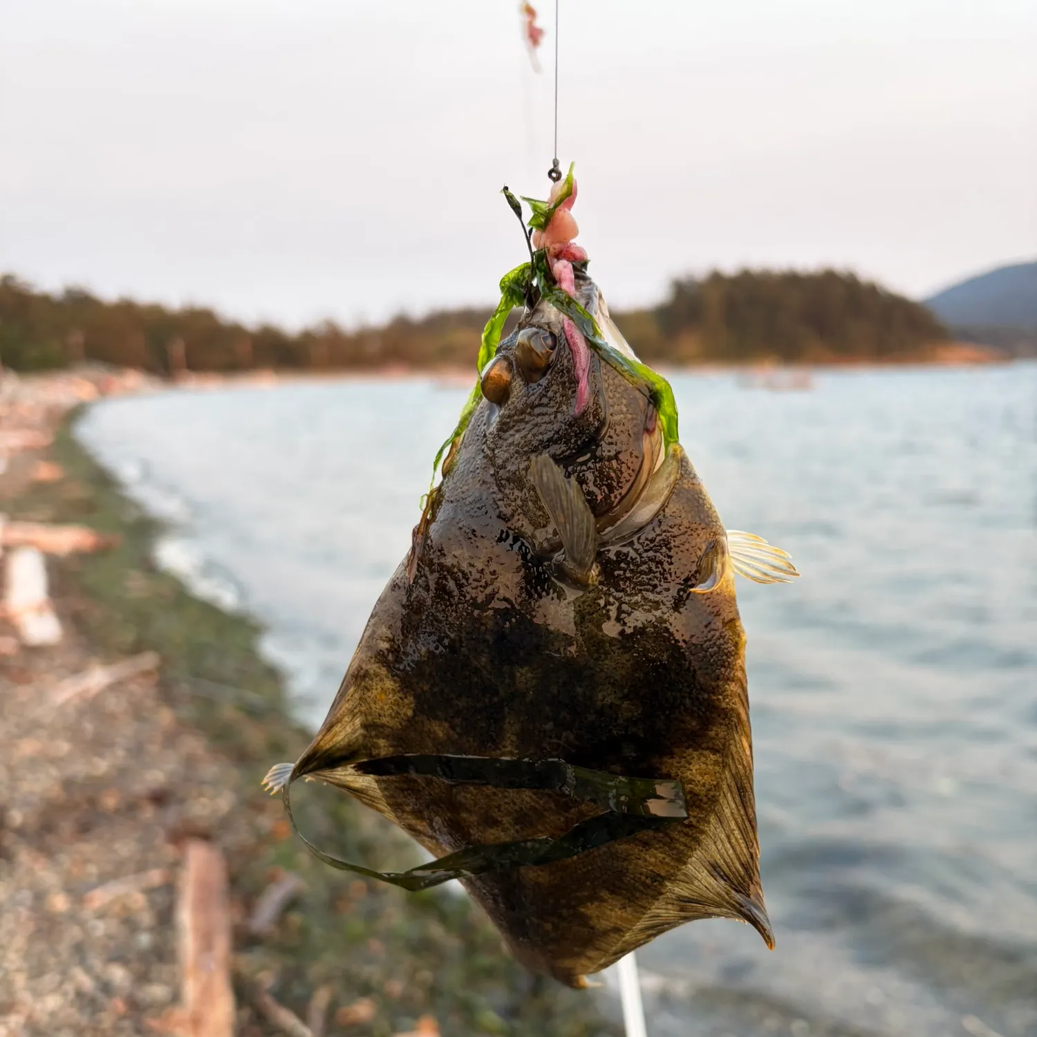 The most recent Southern rock sole catches on Fishbrain