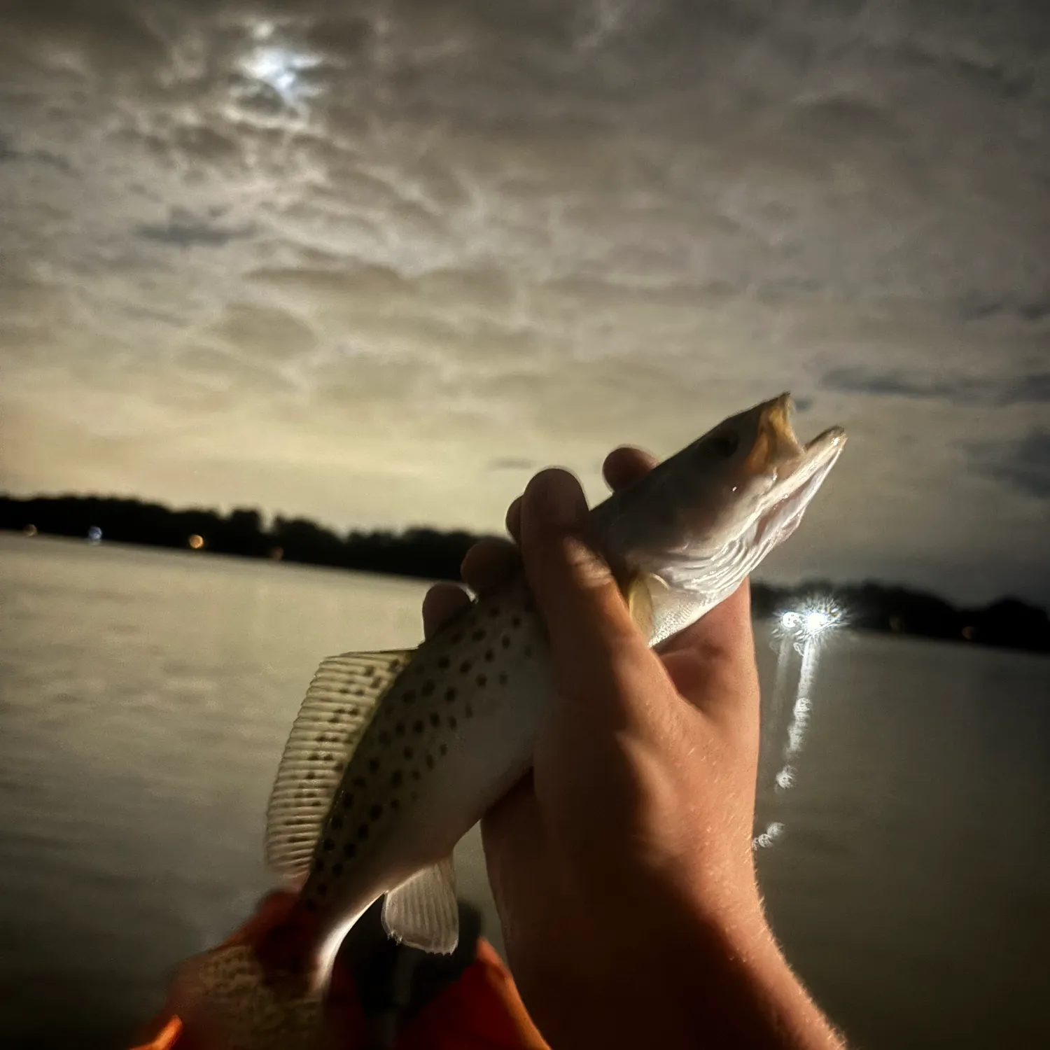 Spotted seatrout caught on Fishbrain