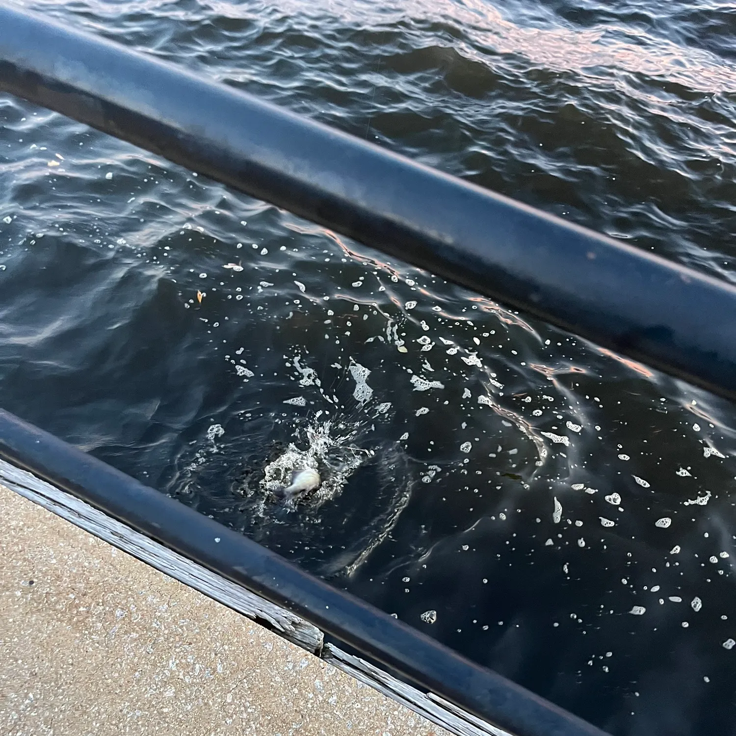 Channel catfish caught on Fishbrain