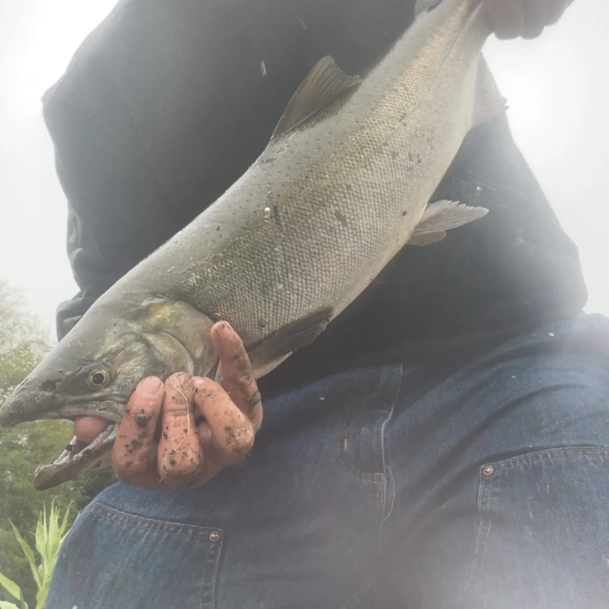 Coho salmon caught on Fishbrain