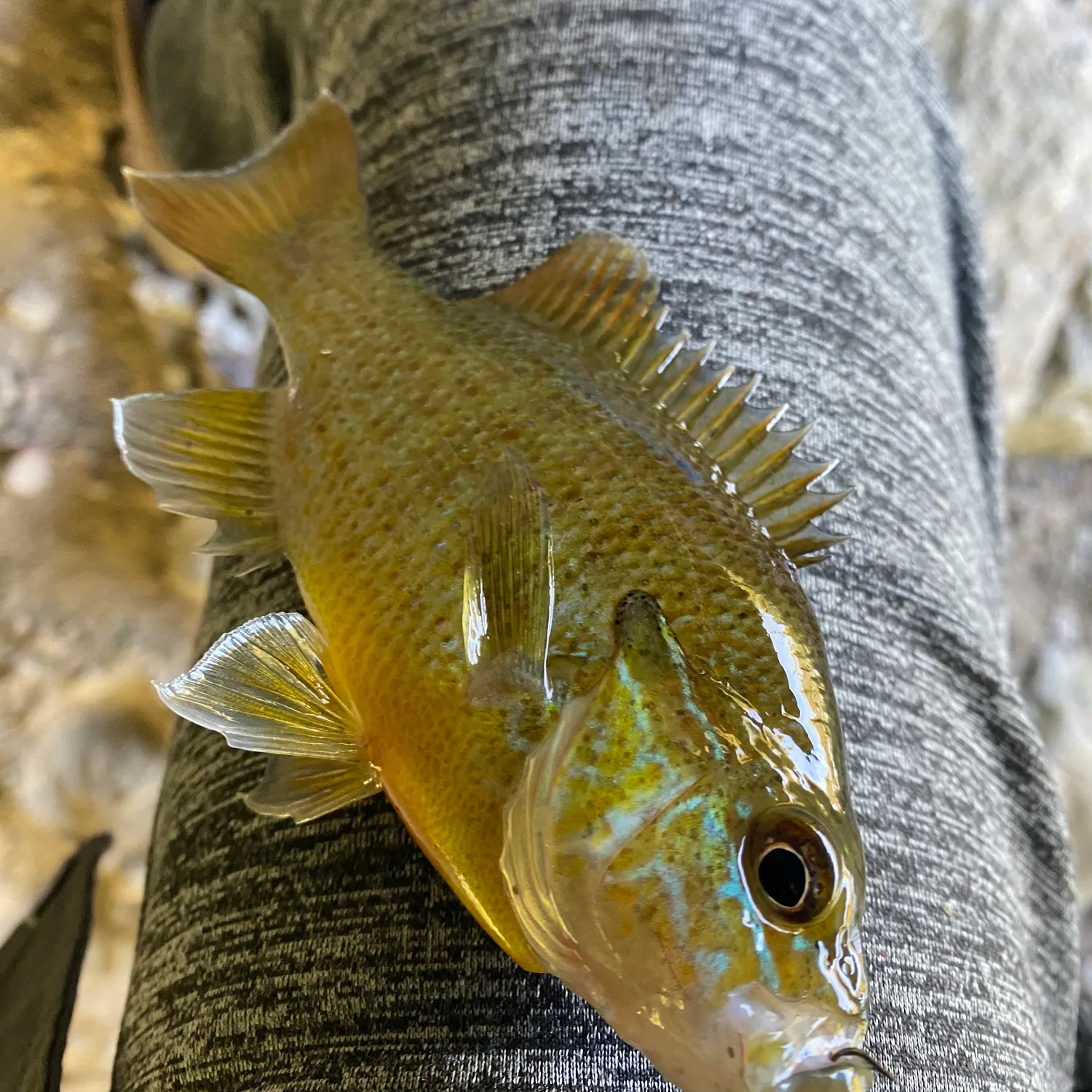Redbreast sunfish caught on Fishbrain
