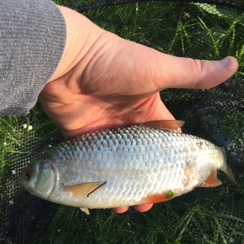 angler catch
