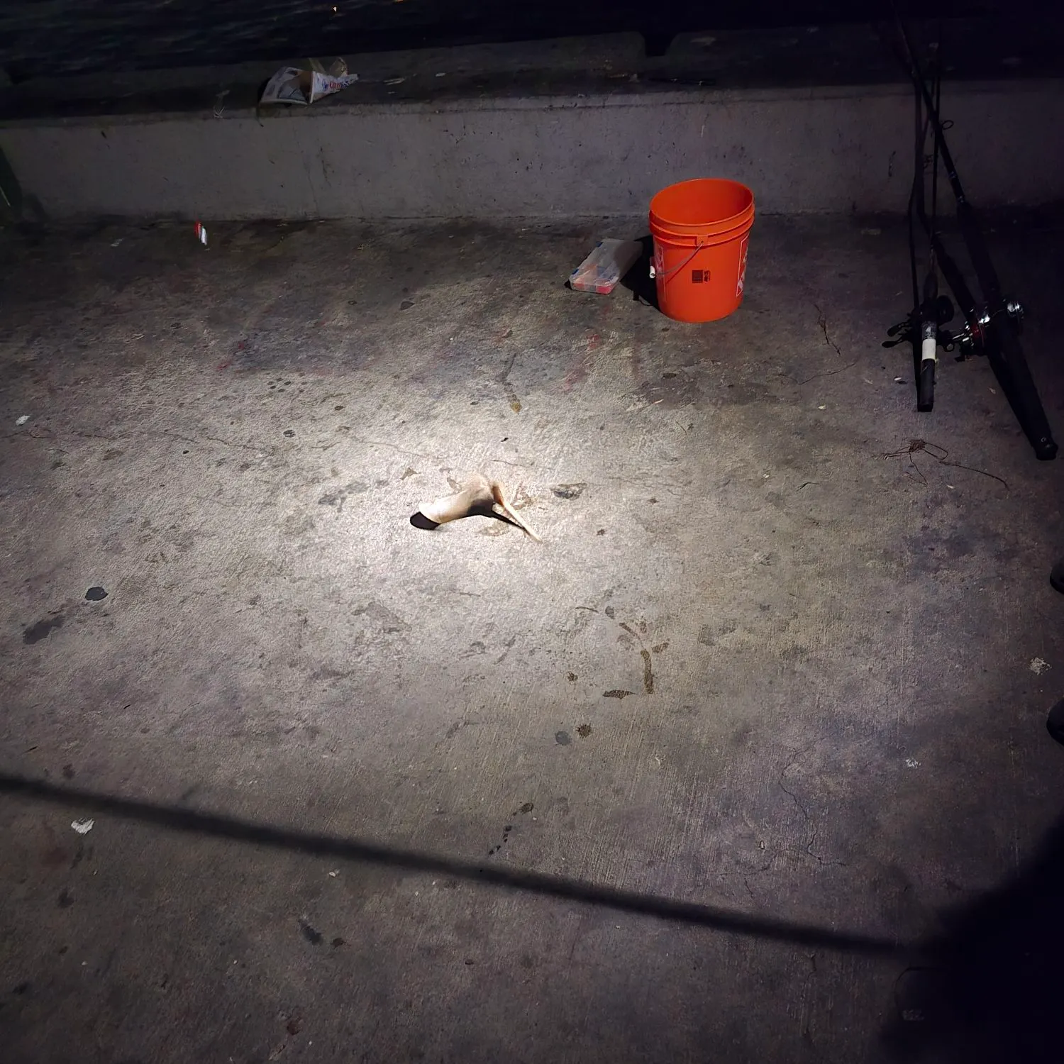 Scalloped hammerhead shark caught on Fishbrain