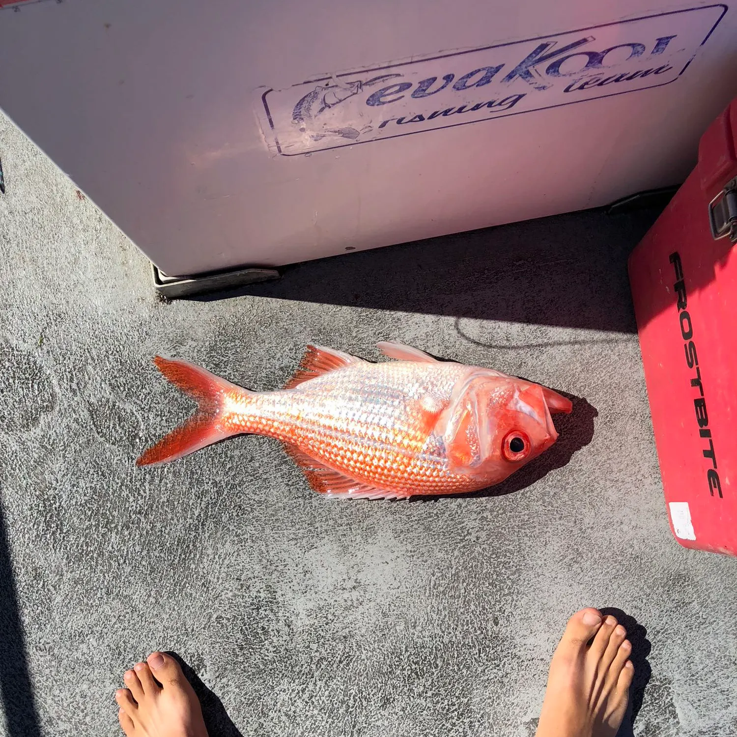 recently logged catches