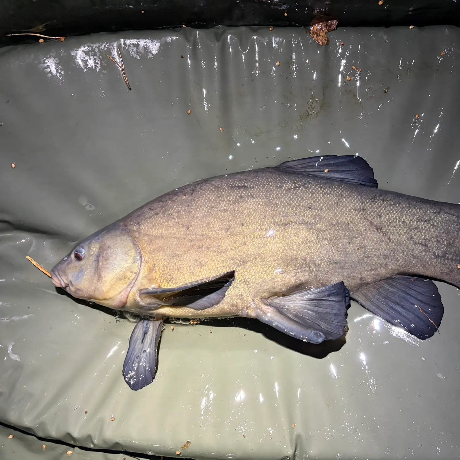 The most recent Tench catches on Fishbrain