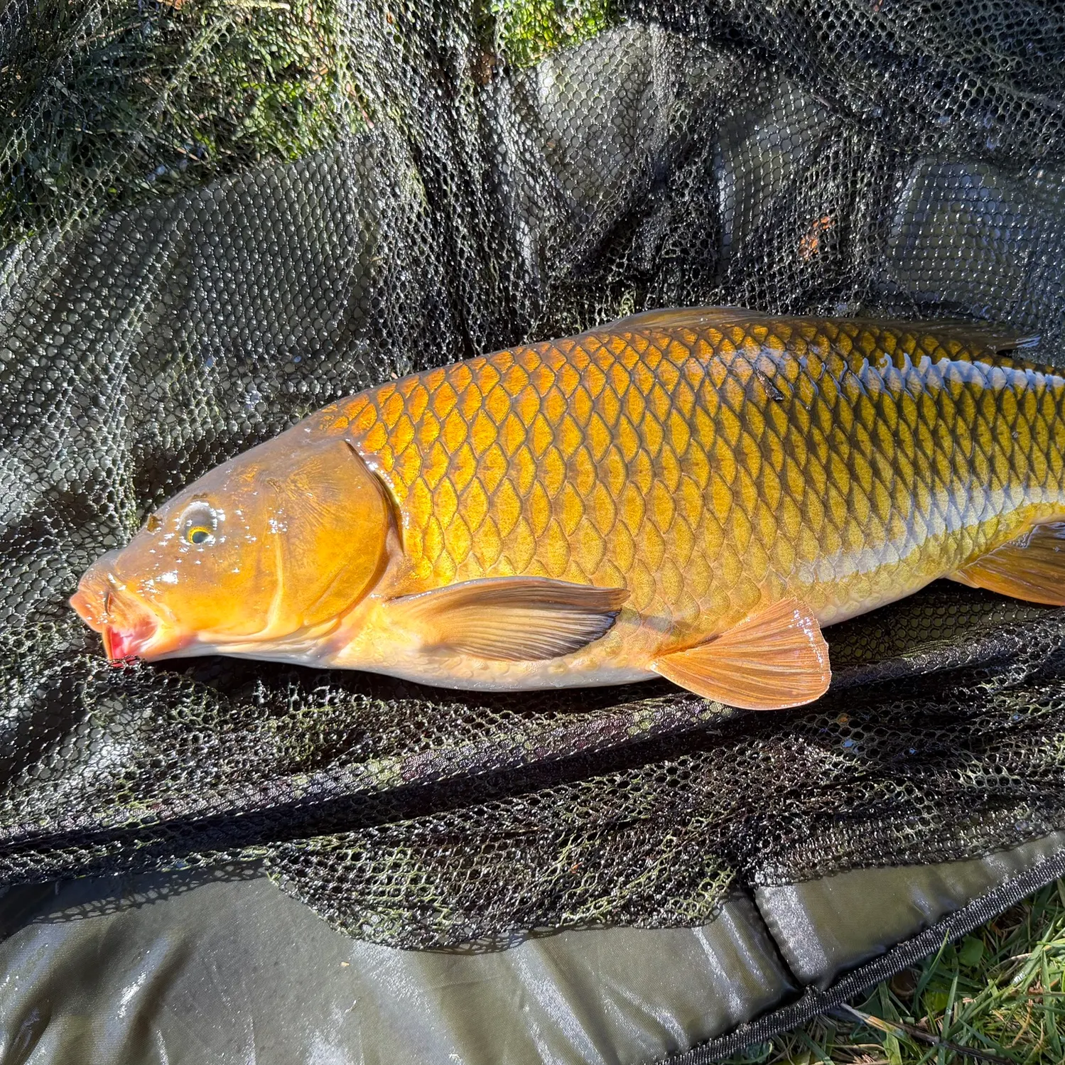 Common carp caught on Fishbrain