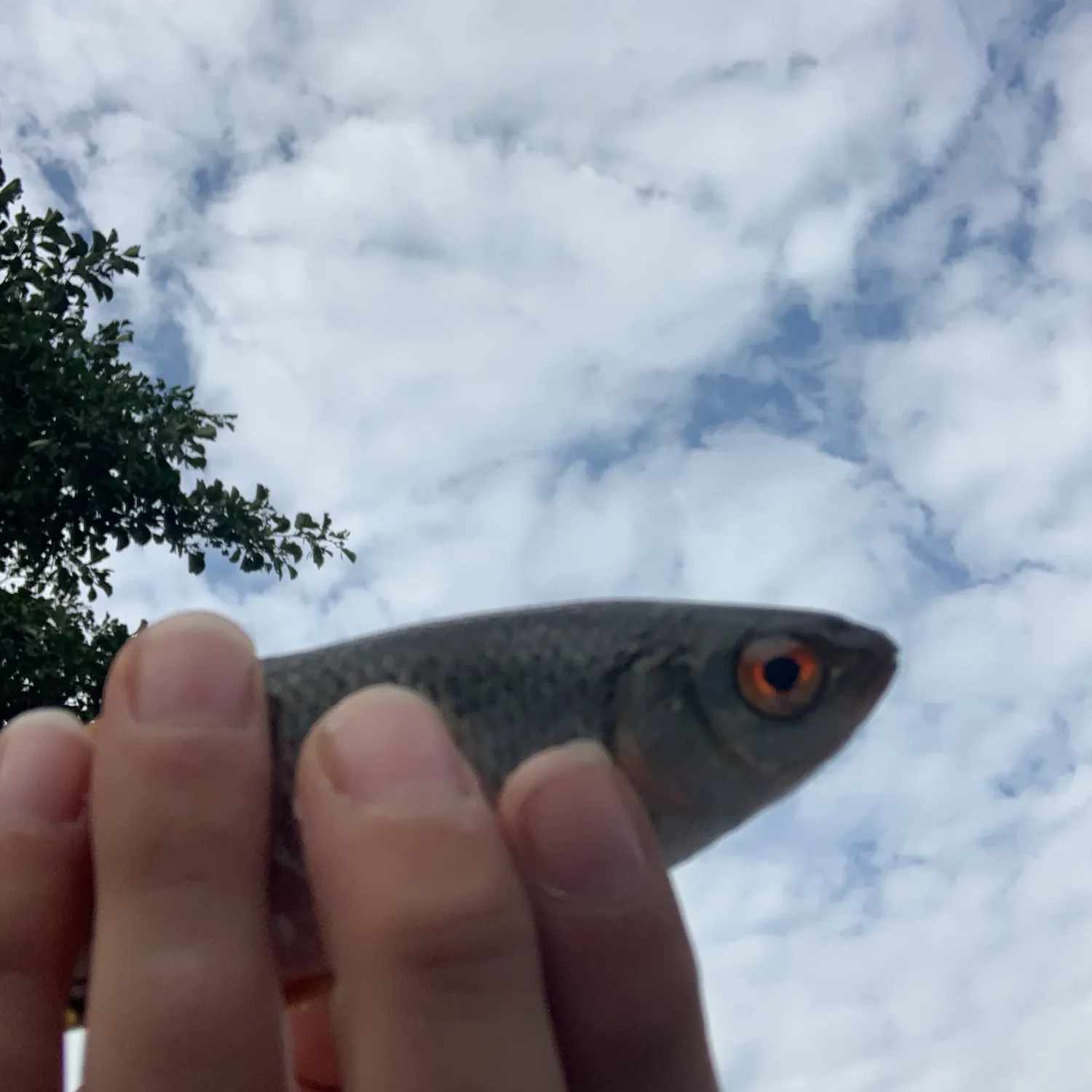 Common roach caught on Fishbrain