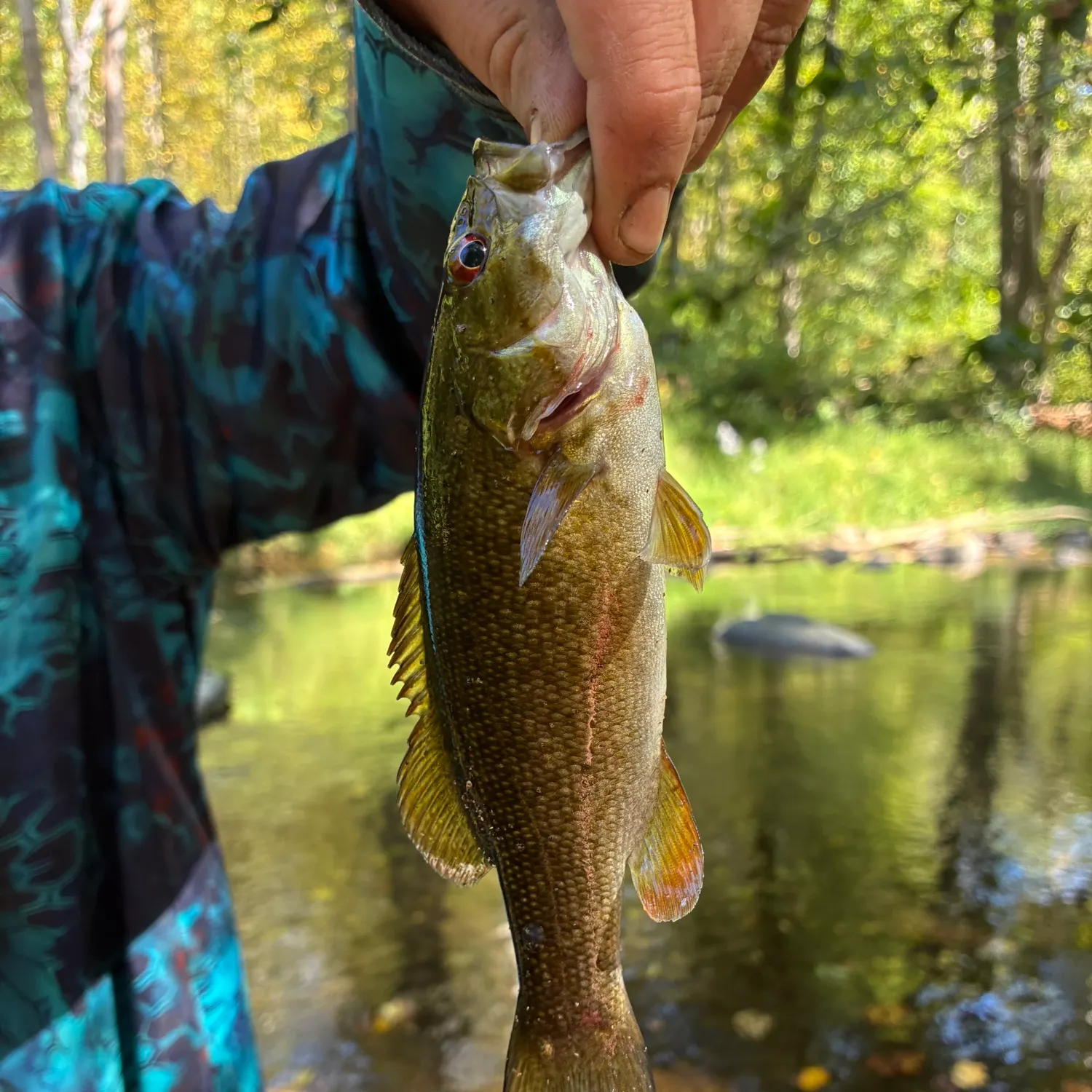 Smallmouth bass caught on Fishbrain