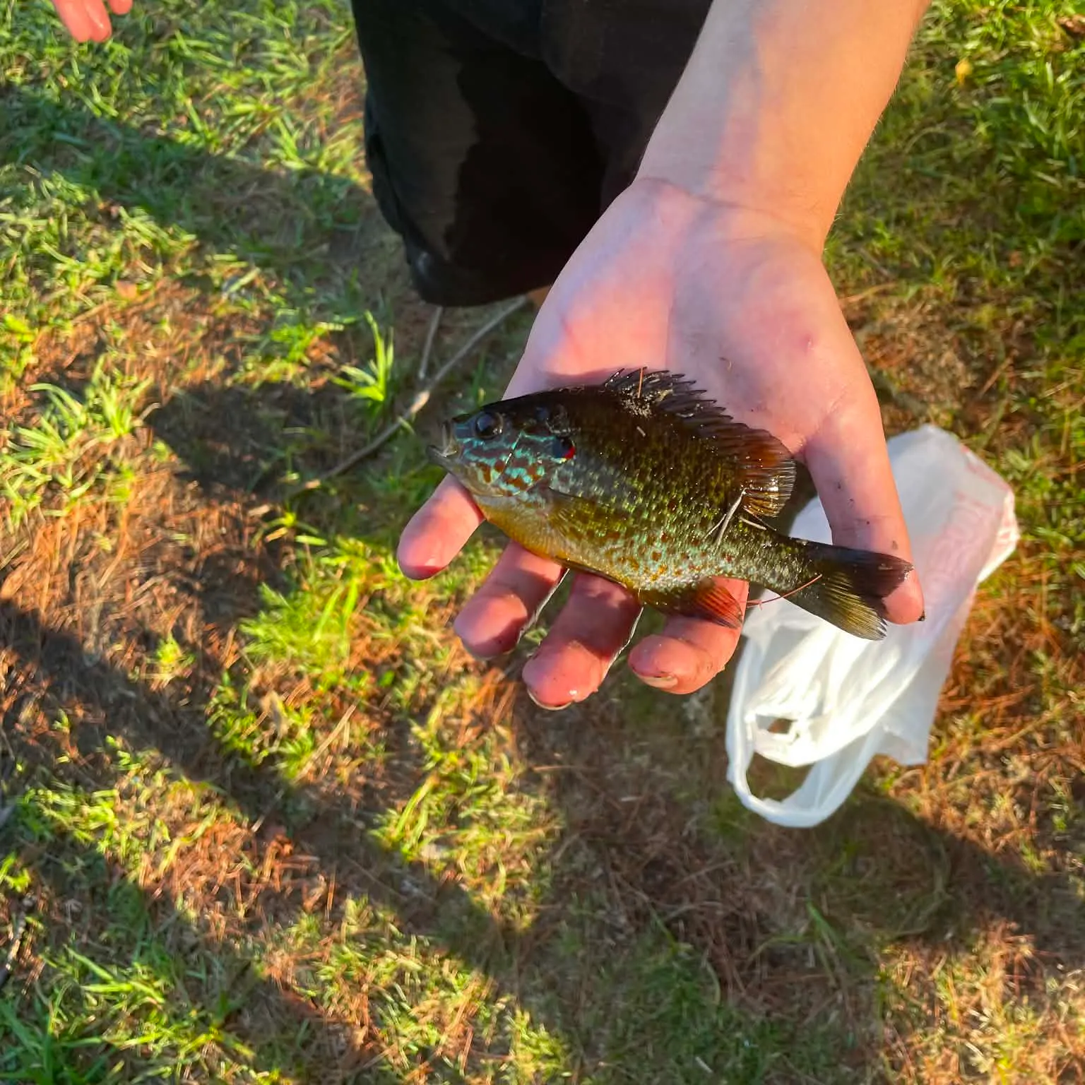 Pumpkinseed caught on Fishbrain