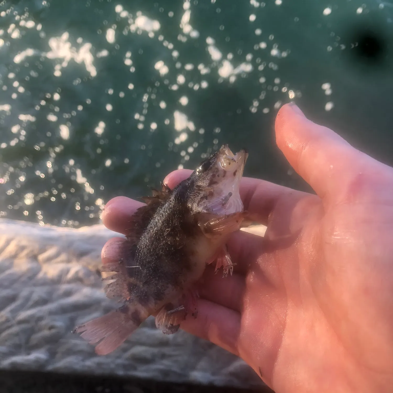The most recent Comet grouper catches on Fishbrain