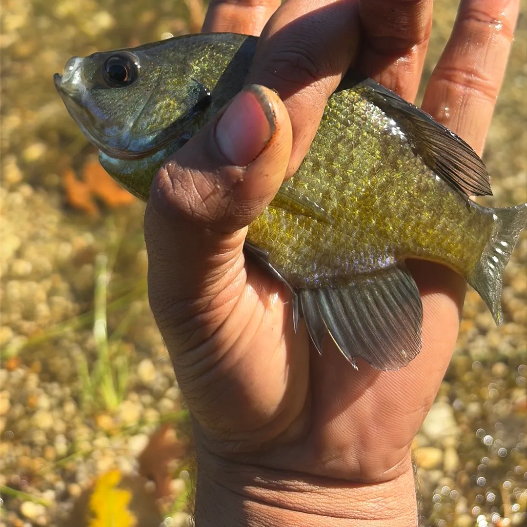 Bluegill caught on Fishbrain